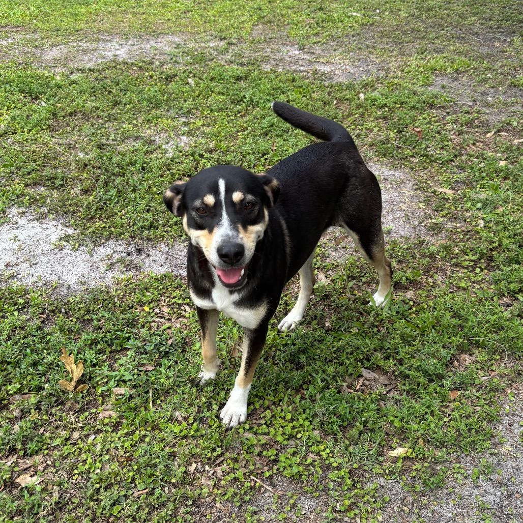 PIPER, a Adoptable mixed breed in Wellington, FL image 6/6