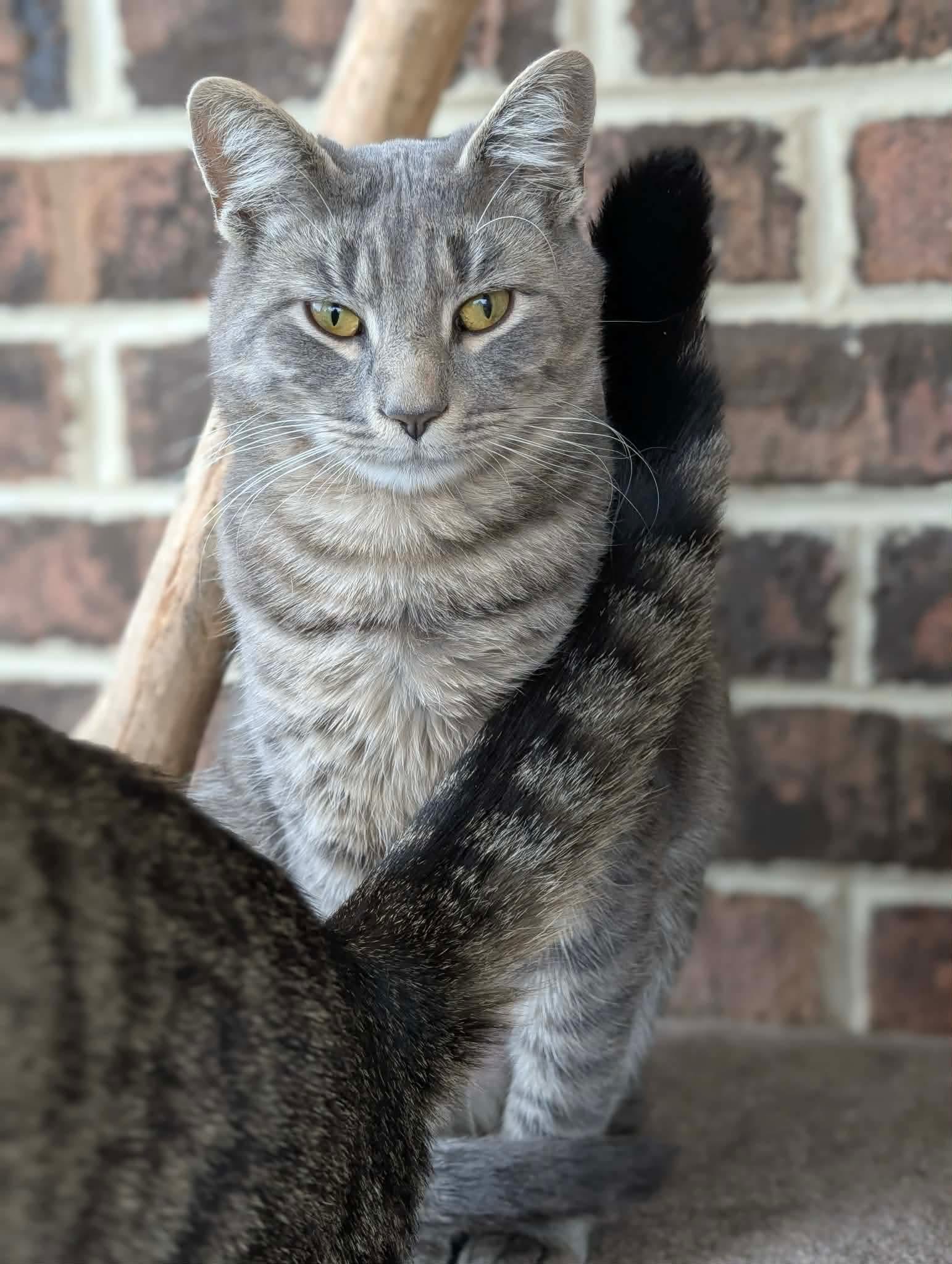 Enlarge Beau, a Adoptable Domestic Short Hair in Bensalem, PA image 2/2