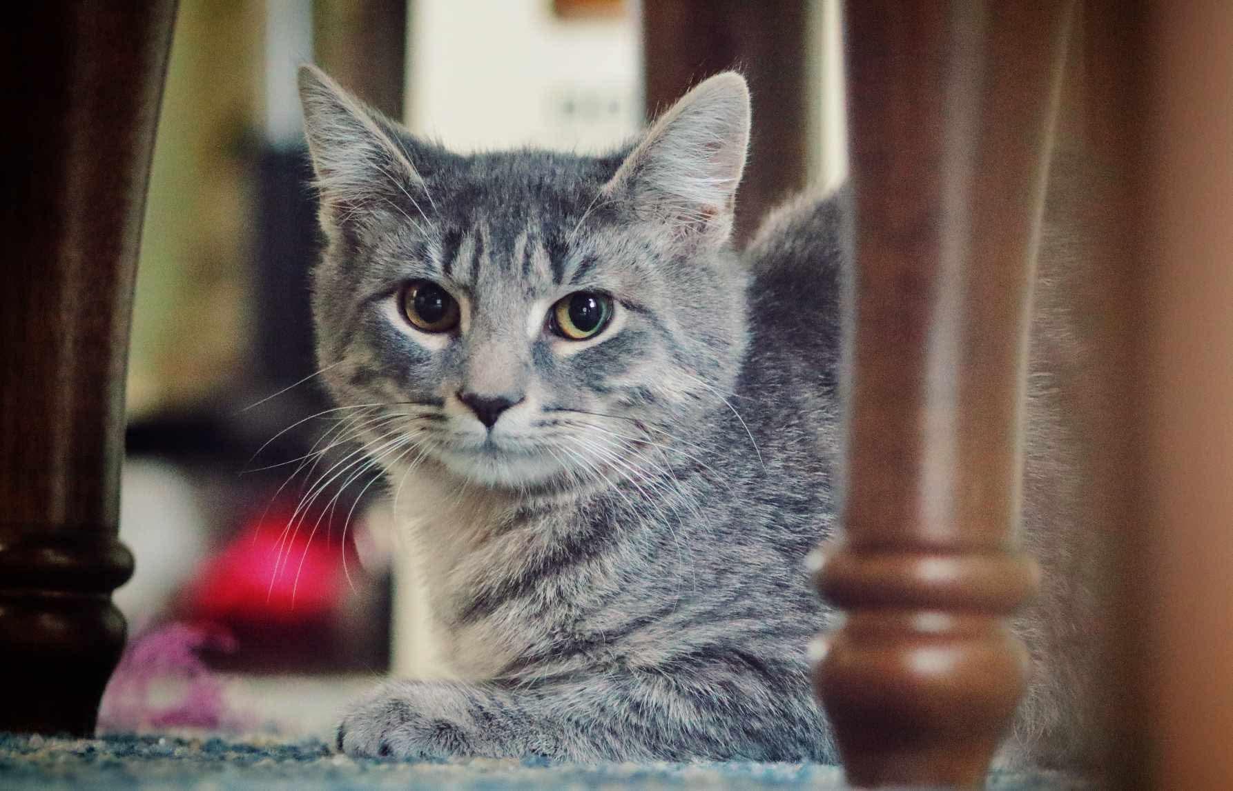 Beau, Adoptable, Young Male Domestic Short Hair.