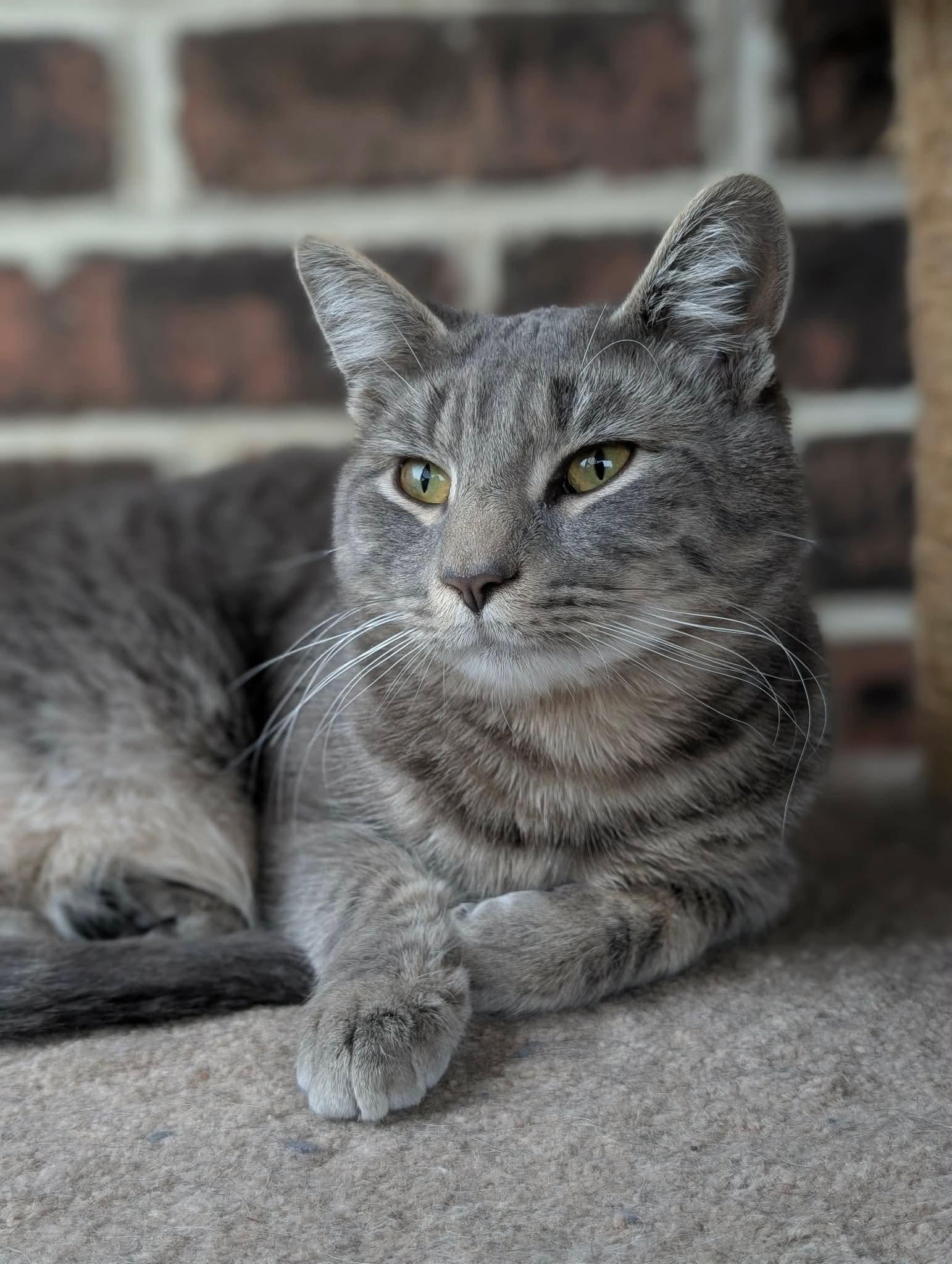 Enlarge Beau, a Adoptable Domestic Short Hair in Bensalem, PA image 1/2