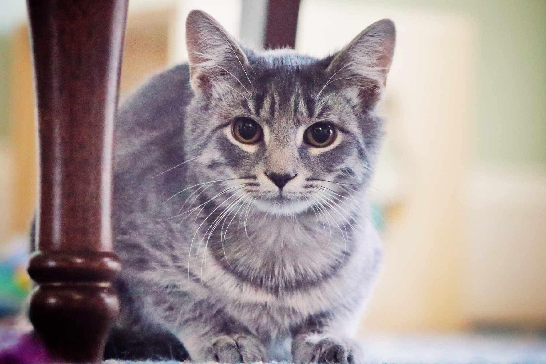 Beau, a Adoptable Domestic Short Hair in Bensalem, PA image 2/2