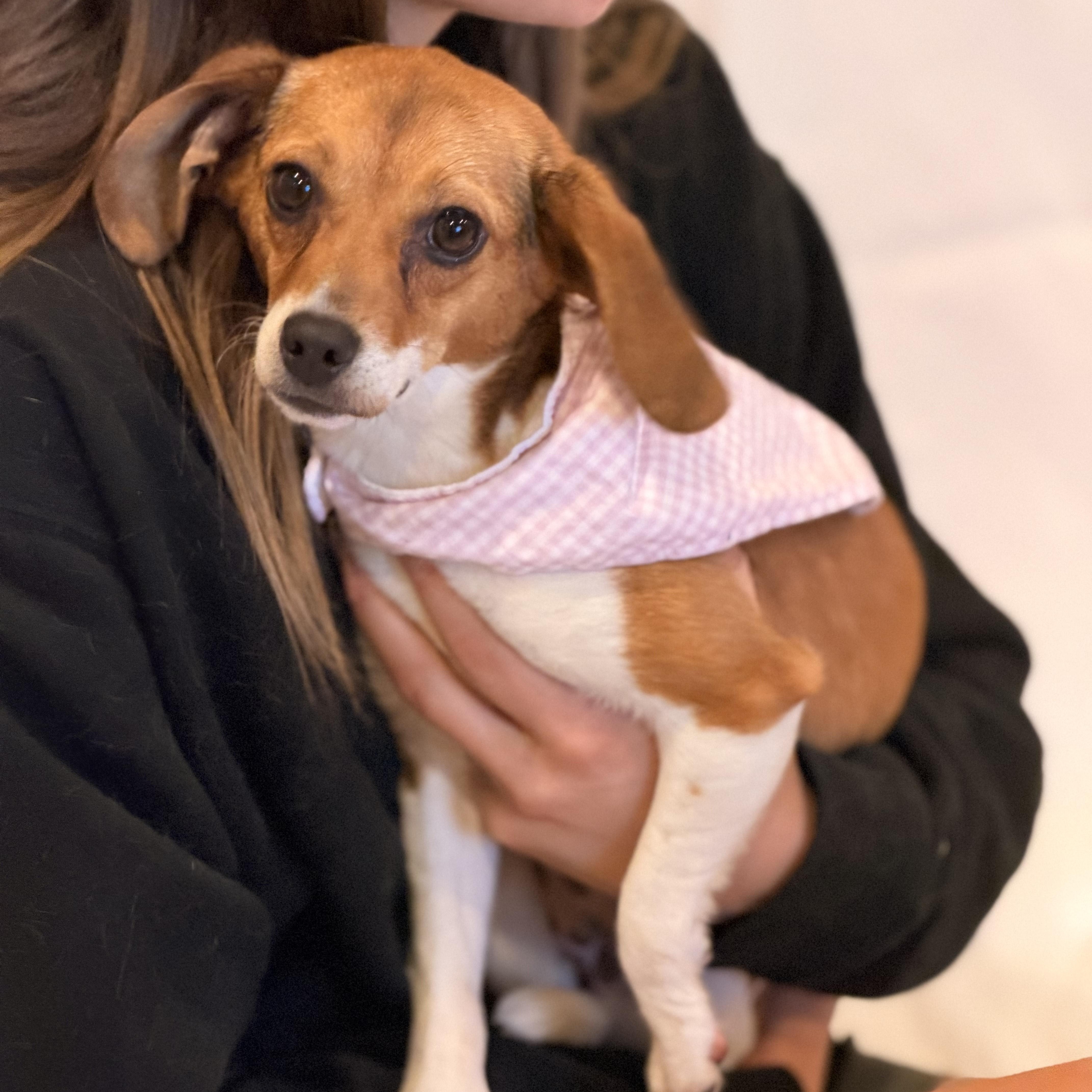 Thelma, adopted, Young Female Beagle & Jack Russell Terrier.