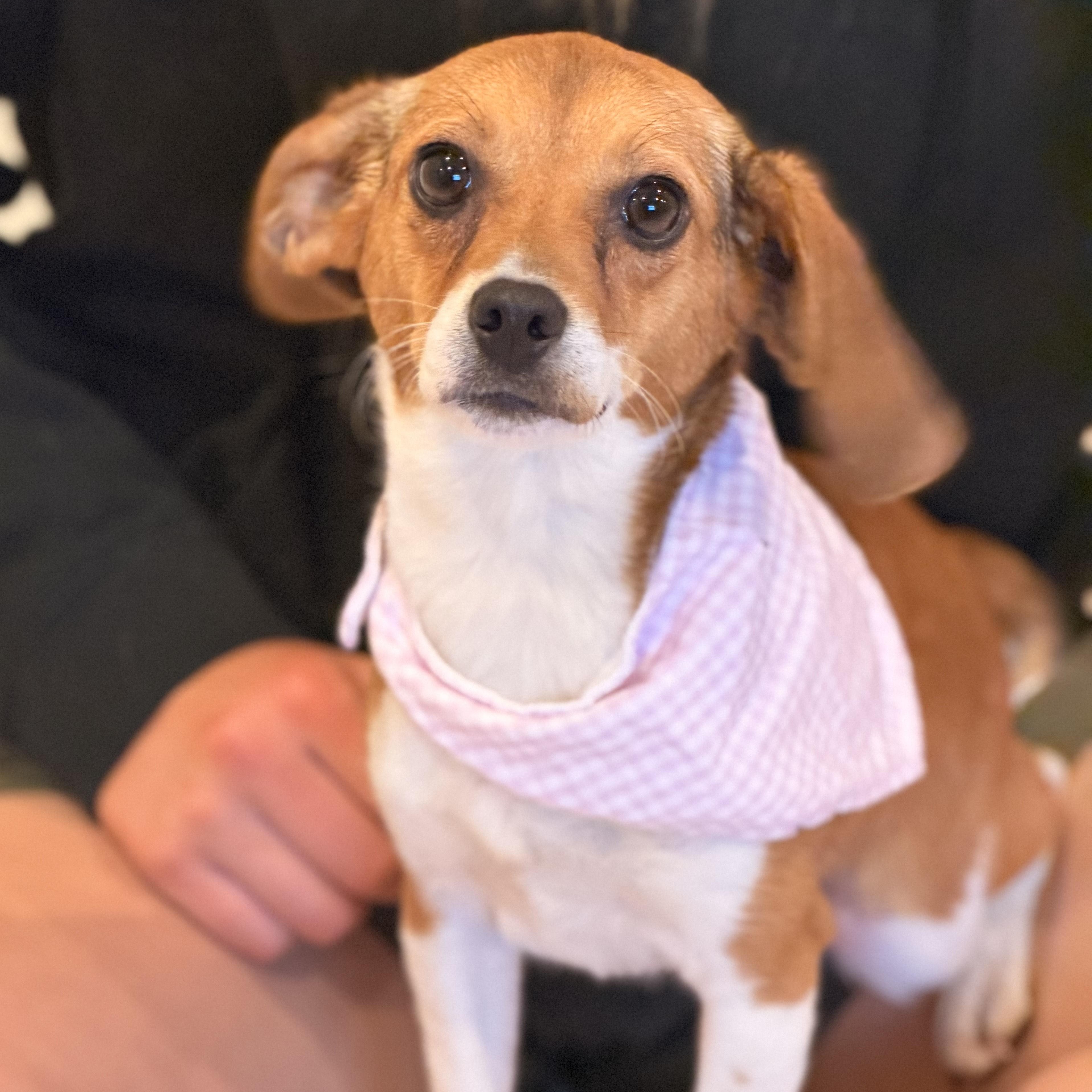 Enlarge Thelma, a other mixed breed in Sparta, NJ image 4/4