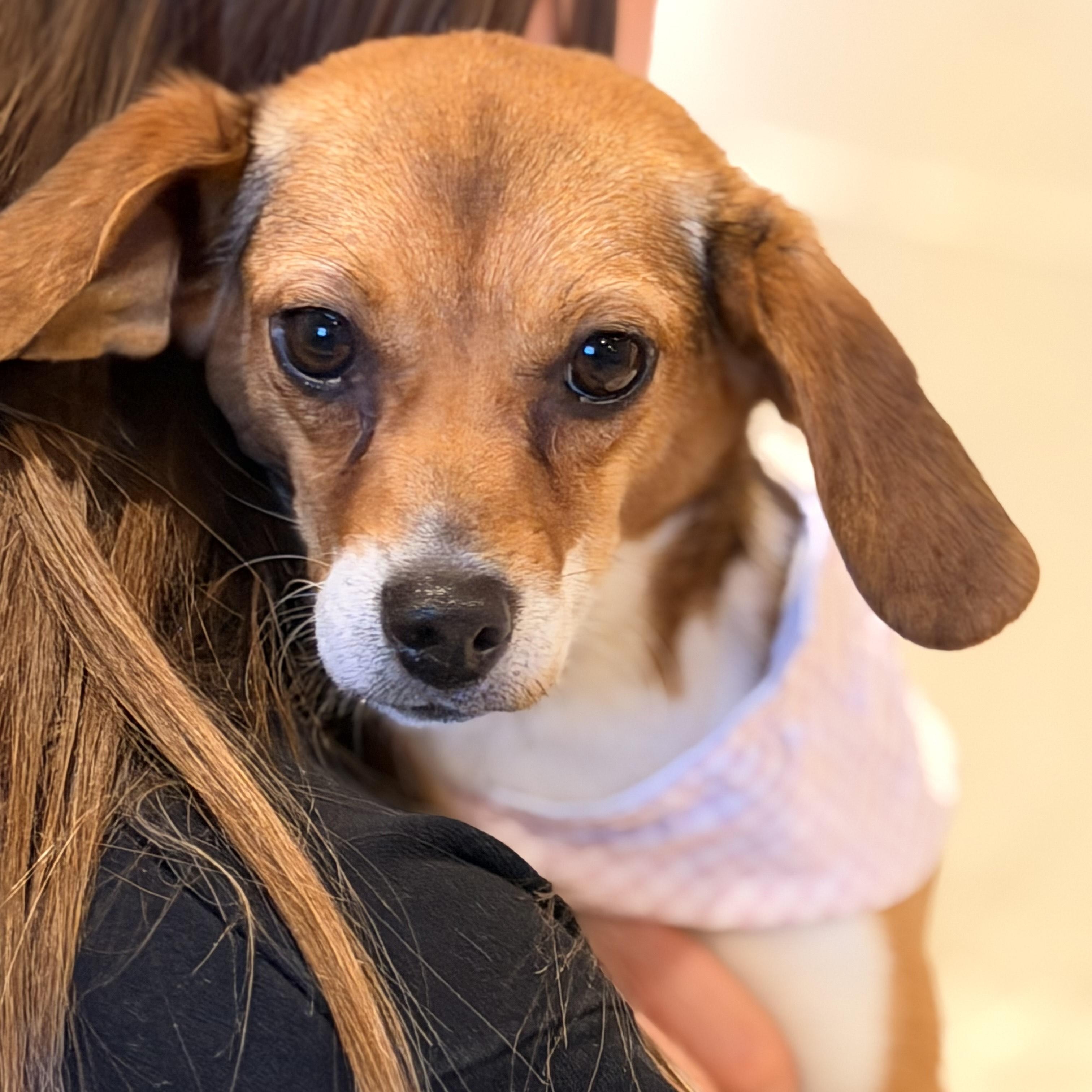 Enlarge Thelma, a other mixed breed in Sparta, NJ image 3/4