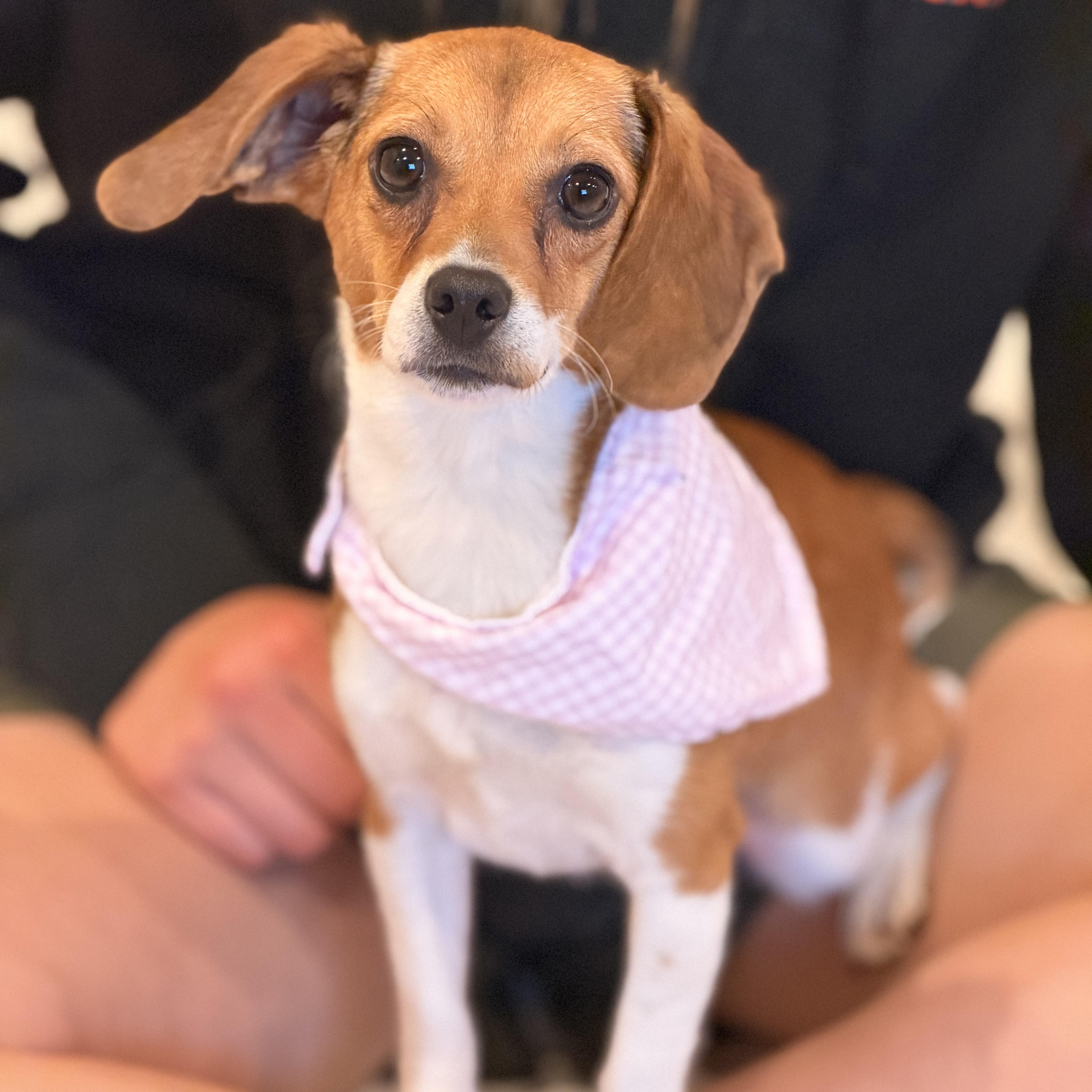 Enlarge Thelma, a other mixed breed in Sparta, NJ image 2/4