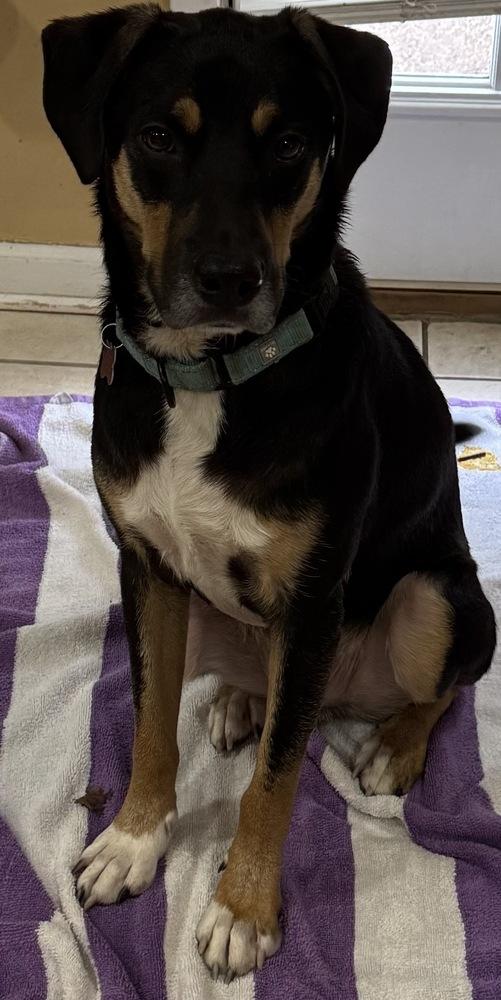 Dingus, a Adoptable mixed breed in Boston, MA image 1/6