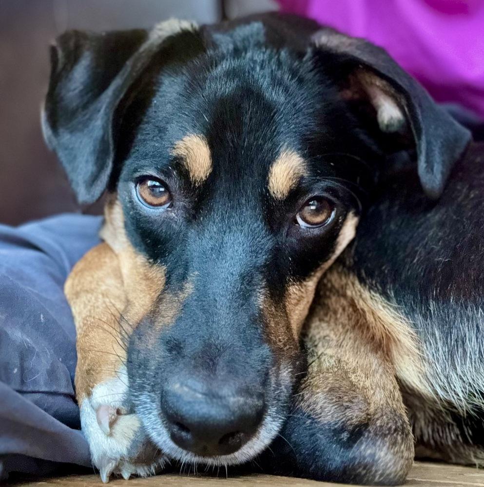 Dingus, a Adoptable mixed breed in Boston, MA image 2/6