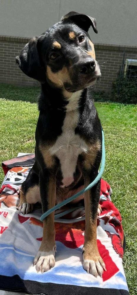 Dingus, a Adoptable mixed breed in Boston, MA image 3/6