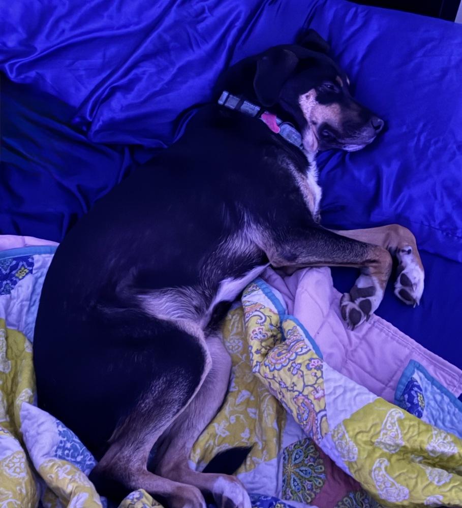 Dingus, a Adoptable mixed breed in Boston, MA image 4/6