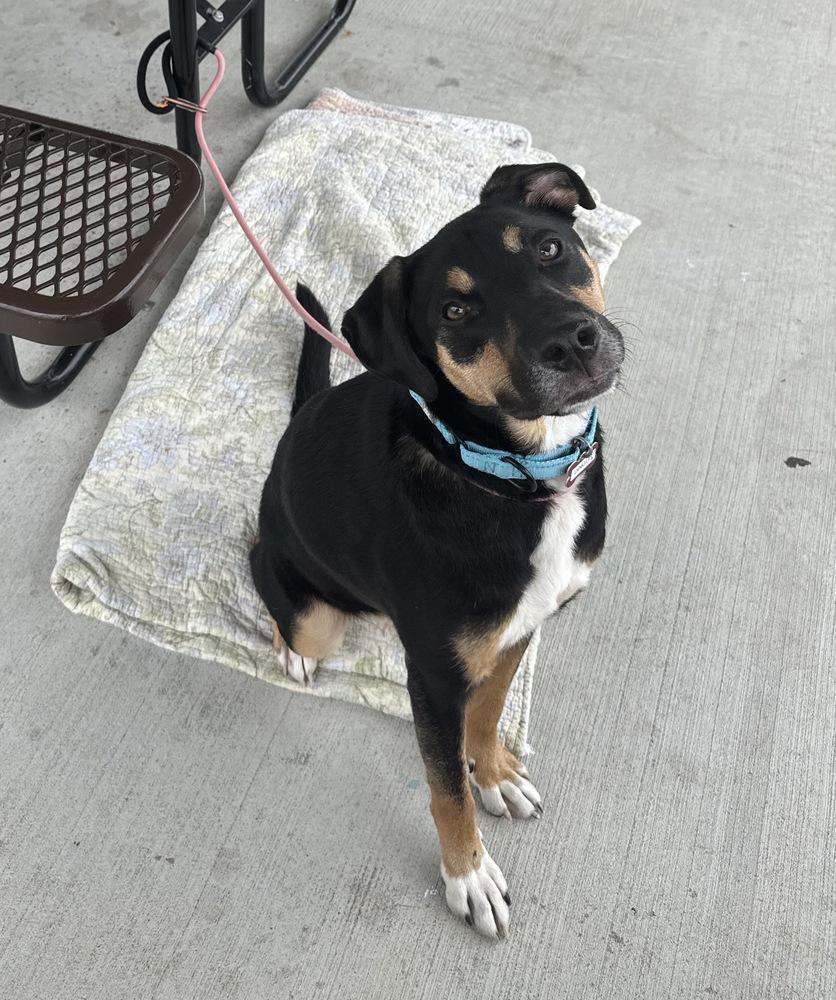 Dingus, a Adoptable mixed breed in Boston, MA image 5/6