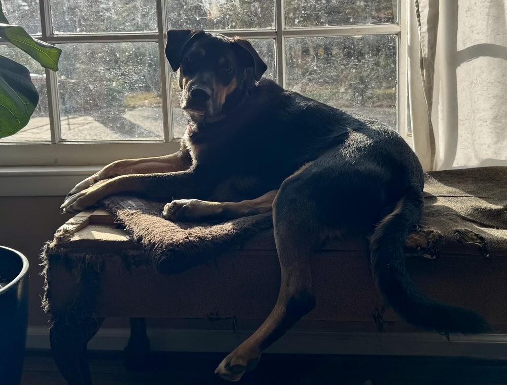 Dingus, a Adoptable mixed breed in Boston, MA image 6/6