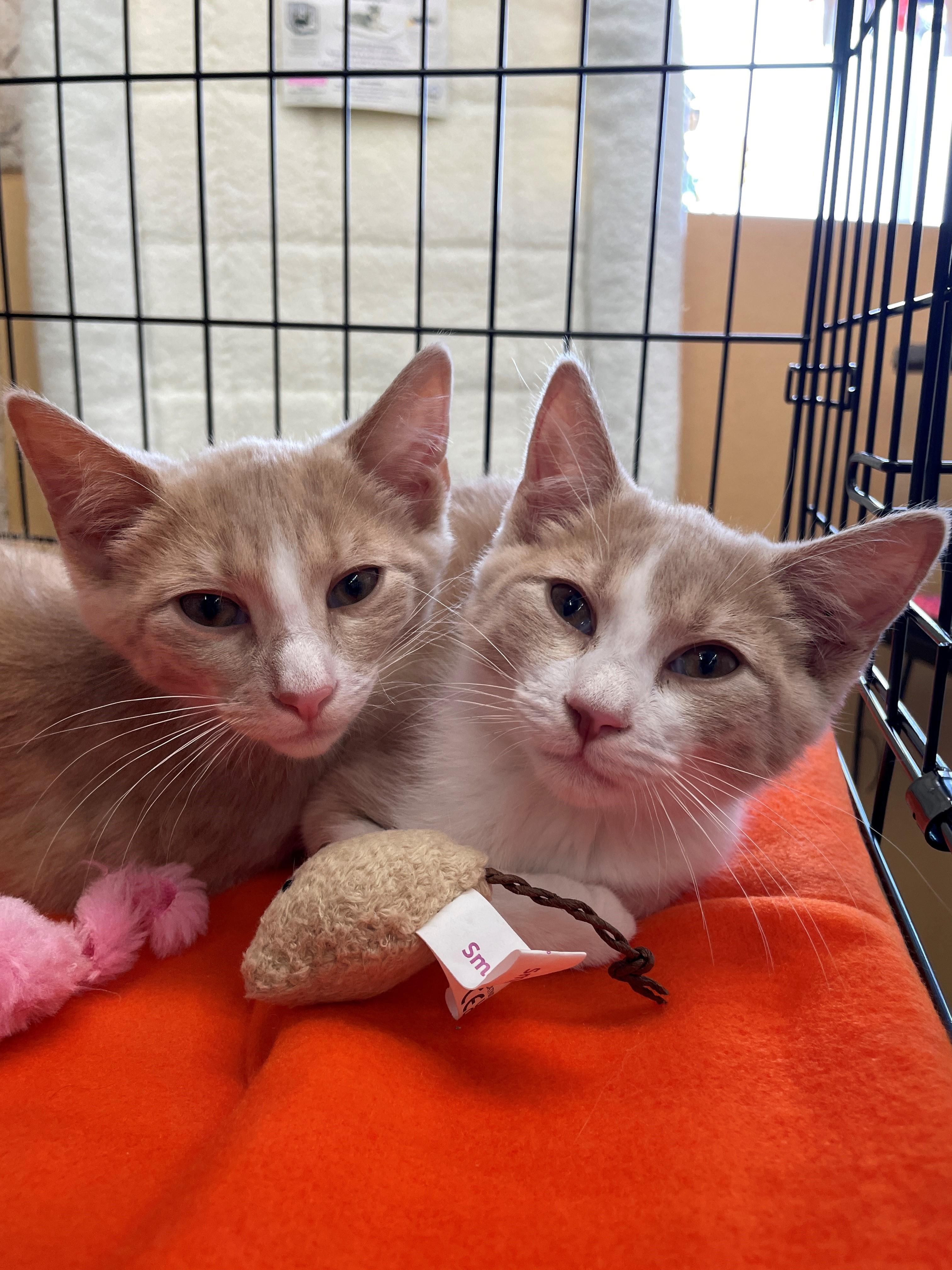 Enlarge Louie, an adopted Domestic Short Hair in Westfield, NJ image 2/2