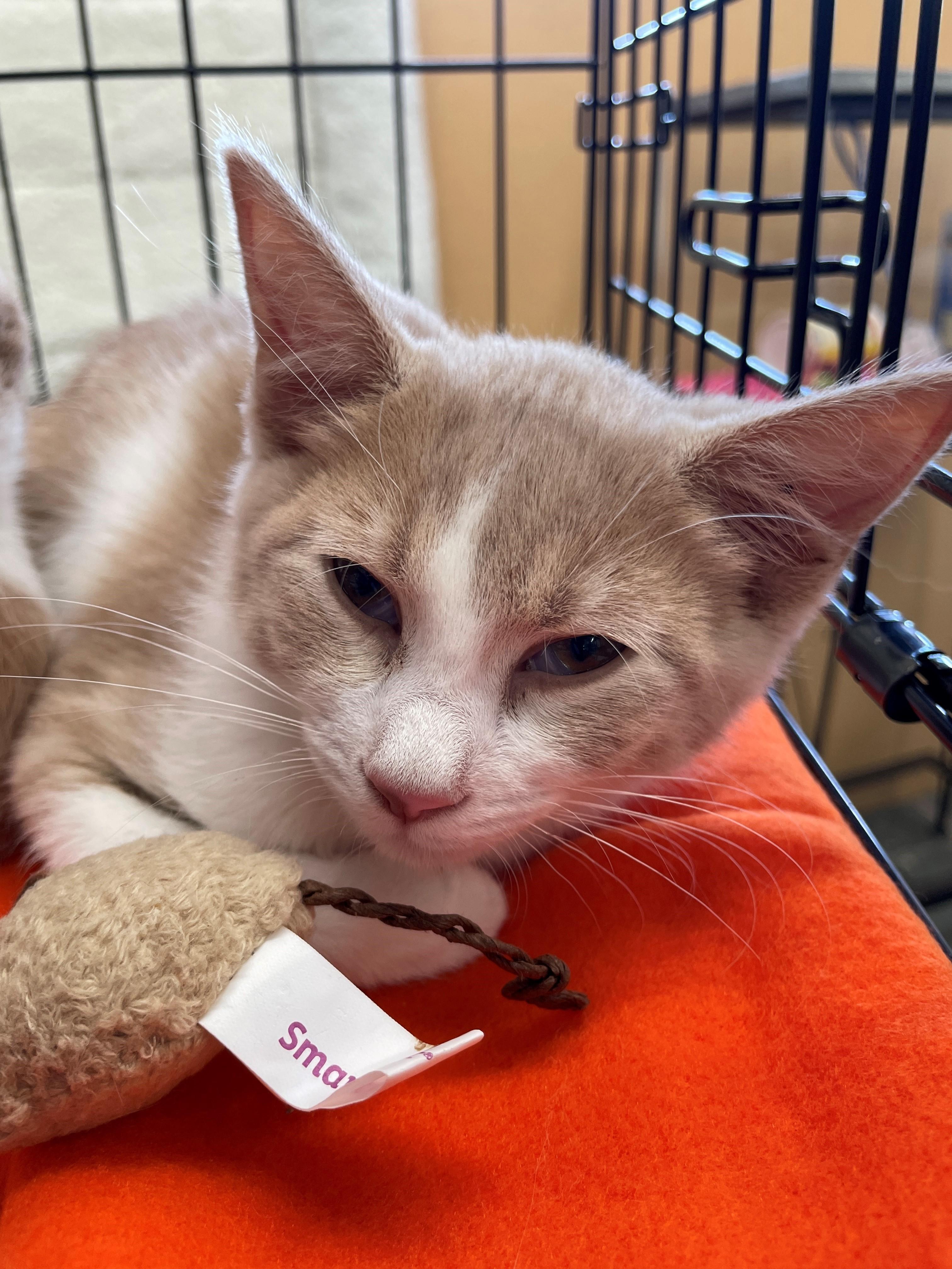 Louie, adopted, Kitten Male Domestic Short Hair.