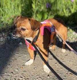 Gracie photo 2