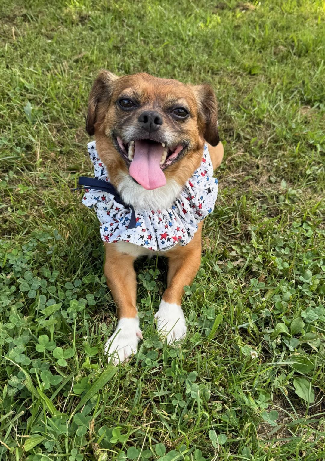 Gracie, Adult Female Puggle