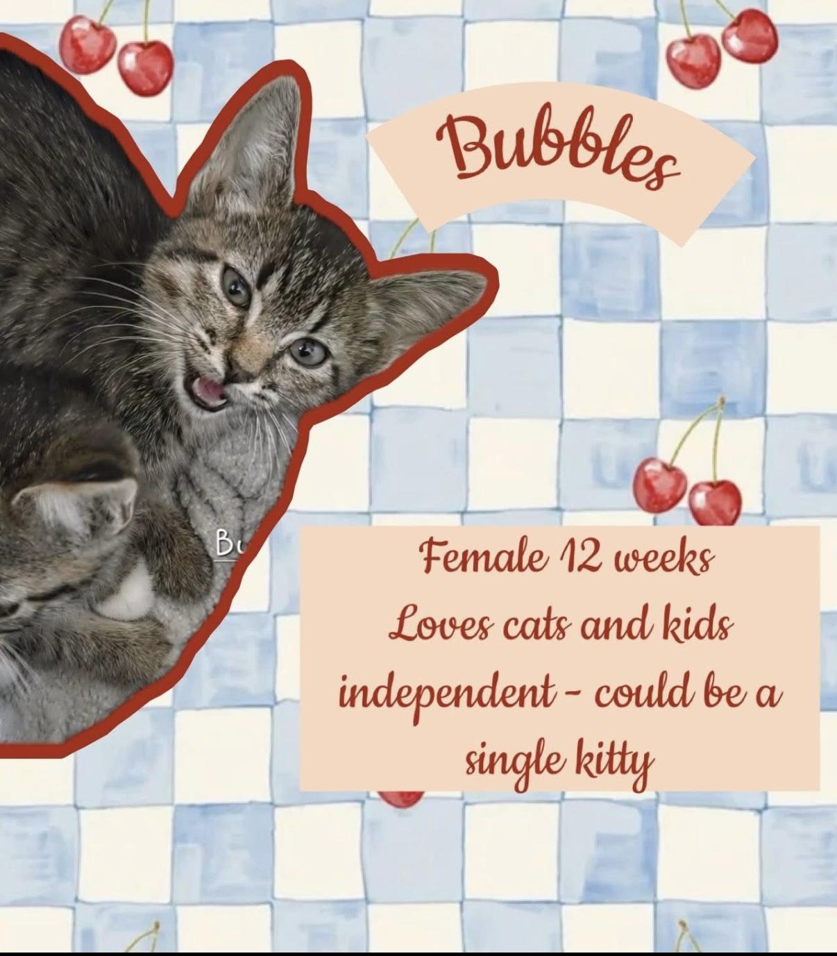 Enlarge Bubbles, a Adoptable Domestic Short Hair in Brigham City, UT image 1/1
