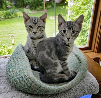 Schroeder (bonded to Linus), a Adoptable mixed breed in Verona, WI image 1/3