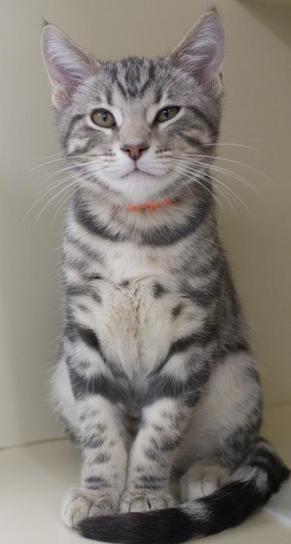 Schroeder (bonded to Linus), a Adoptable mixed breed in Verona, WI image 2/3