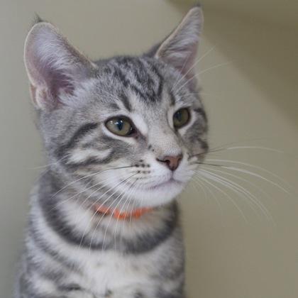 Schroeder (bonded to Linus), a Adoptable mixed breed in Verona, WI image 3/3