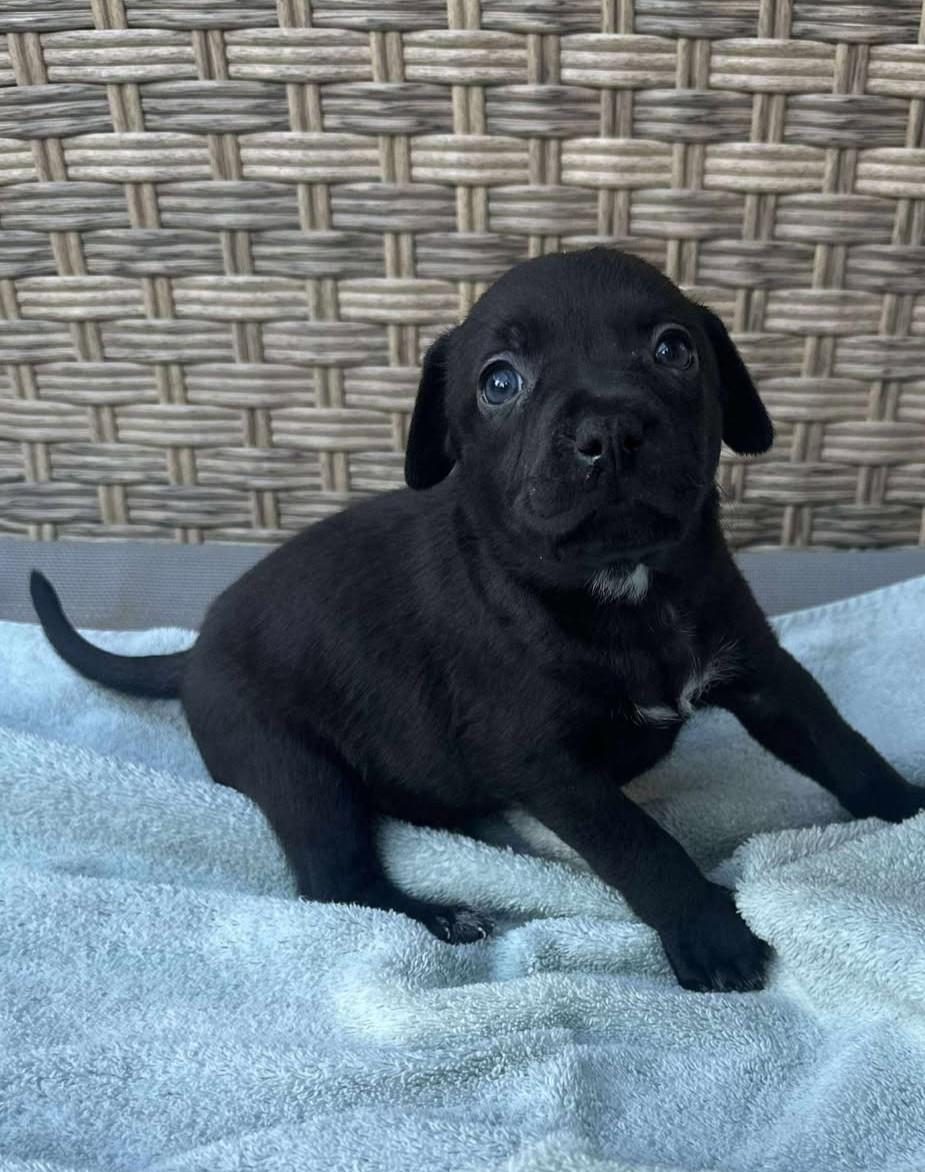 Lottie Deno, a Adoptable mixed breed in Kiowa, OK image 1/6