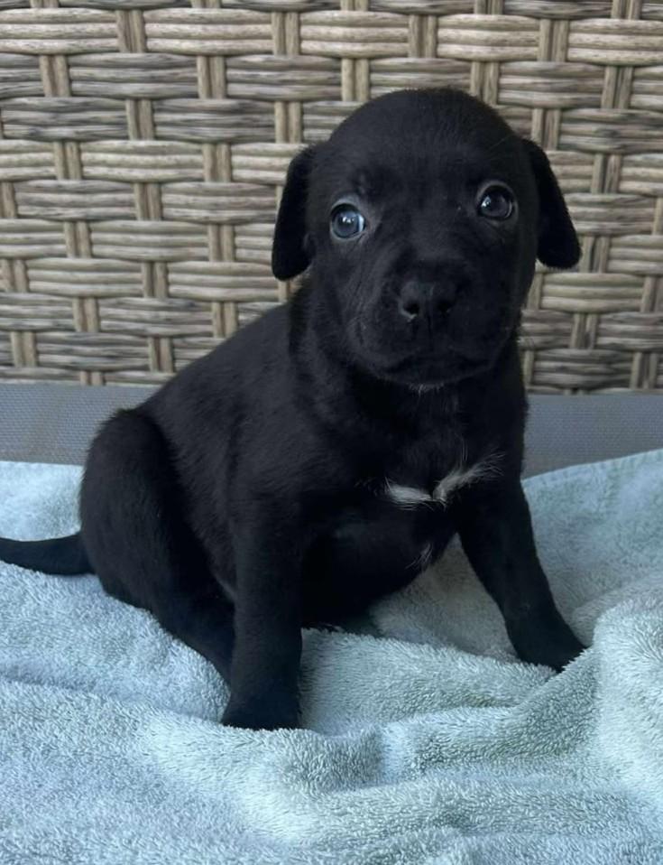 Lottie Deno, a Adoptable mixed breed in Kiowa, OK image 2/6