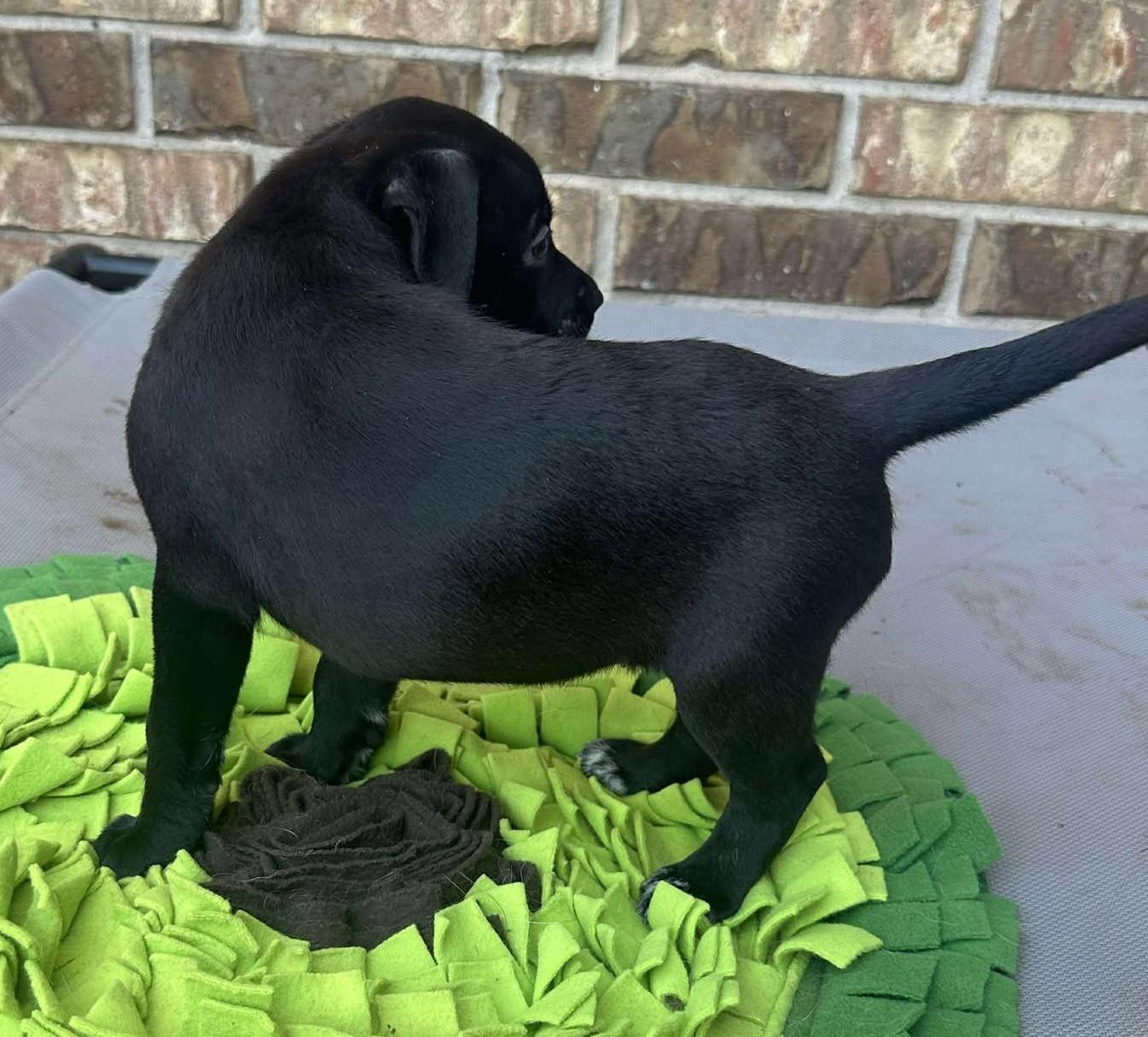 Lottie Deno, a Adoptable mixed breed in Kiowa, OK image 3/6