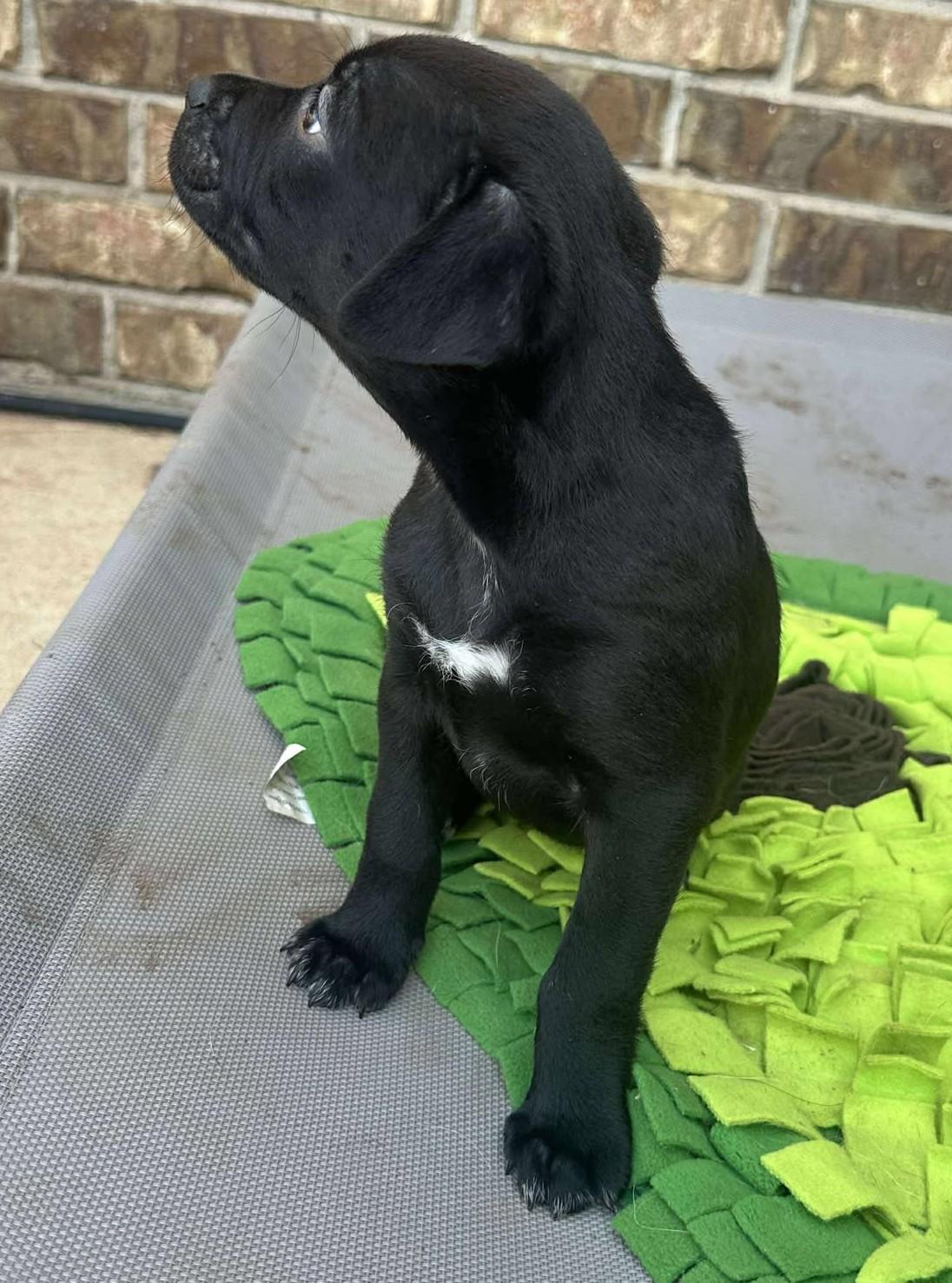 Lottie Deno, a Adoptable mixed breed in Kiowa, OK image 4/6