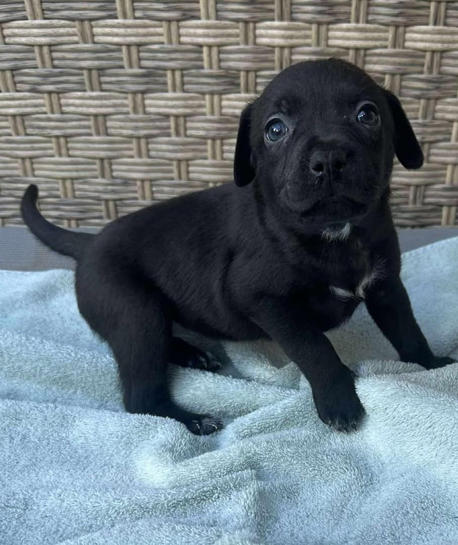 Lottie Deno, a Adoptable mixed breed in Kiowa, OK image 5/6