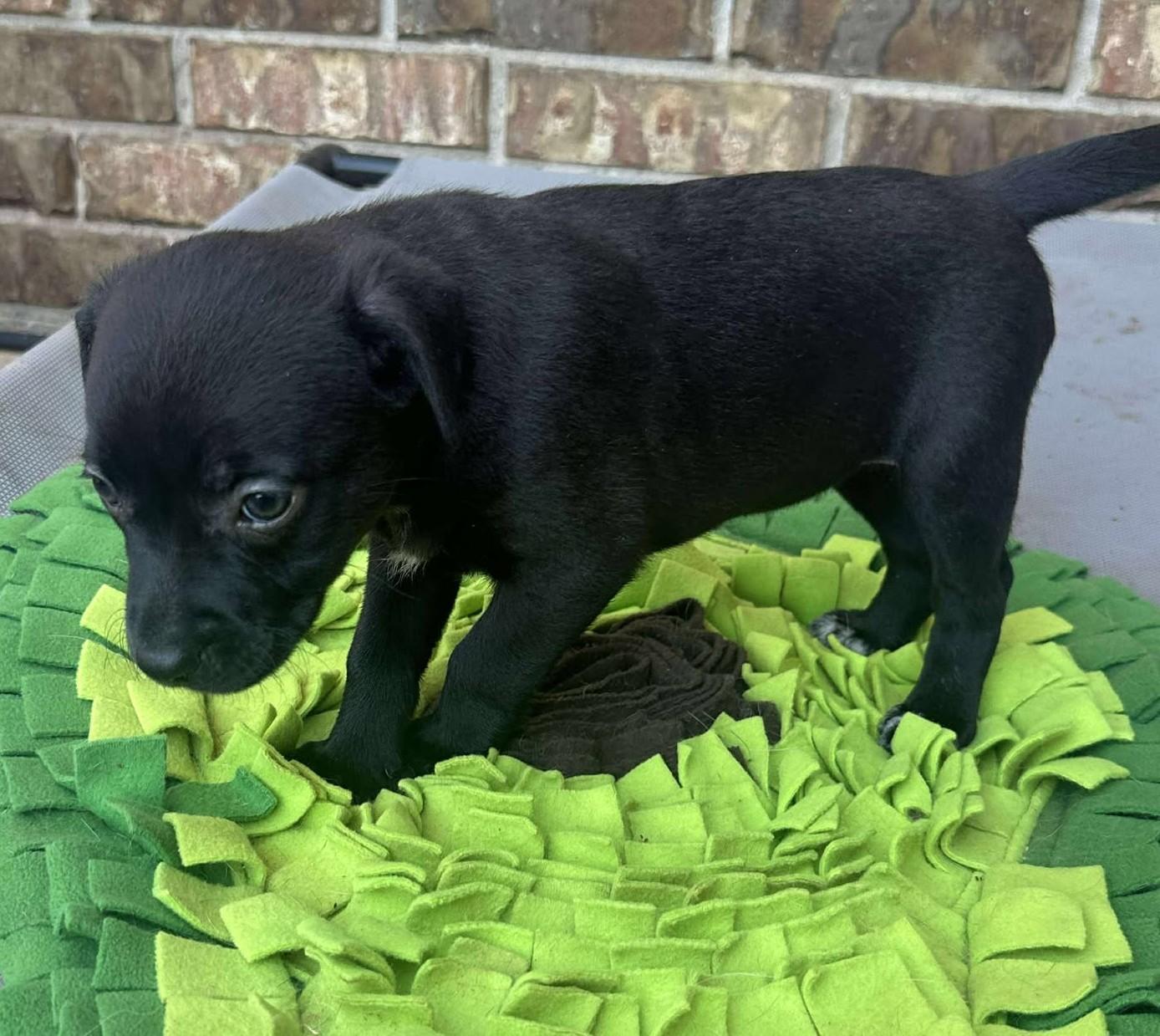 Lottie Deno, a Adoptable mixed breed in Kiowa, OK image 6/6