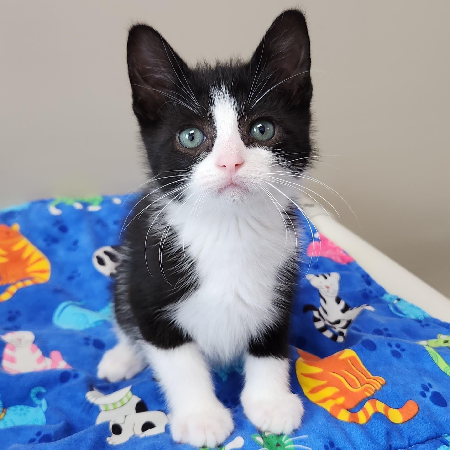 Connery, ADOPTABLE, Kitten Male Tuxedo.