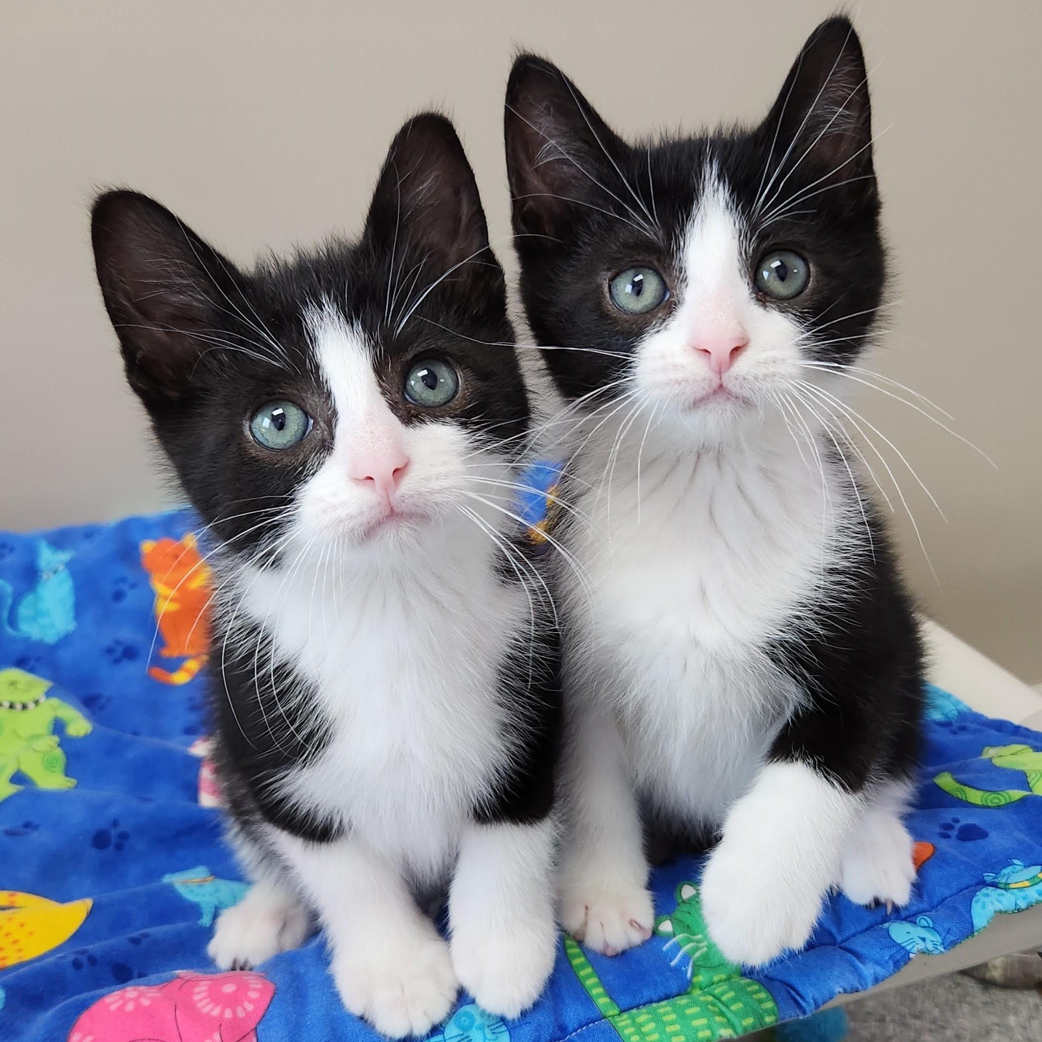 Enlarge Connery, a ADOPTABLE Tuxedo in Marshfield, WI image 4/6