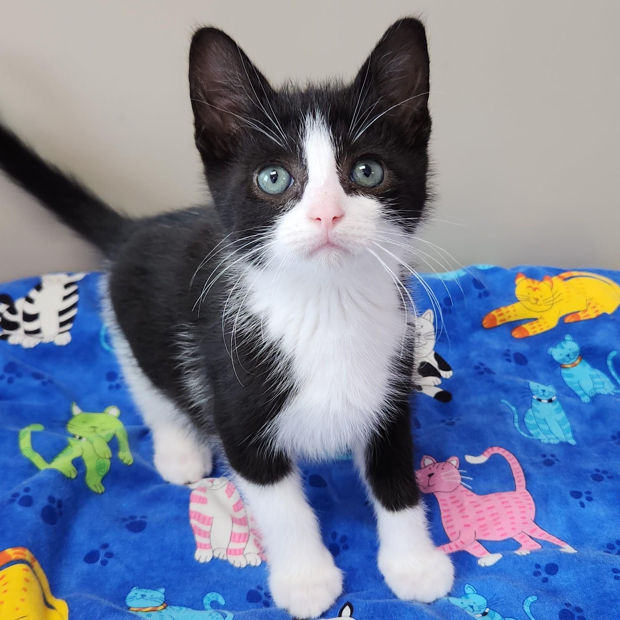 Enlarge Connery, a ADOPTABLE Tuxedo in Marshfield, WI image 2/6