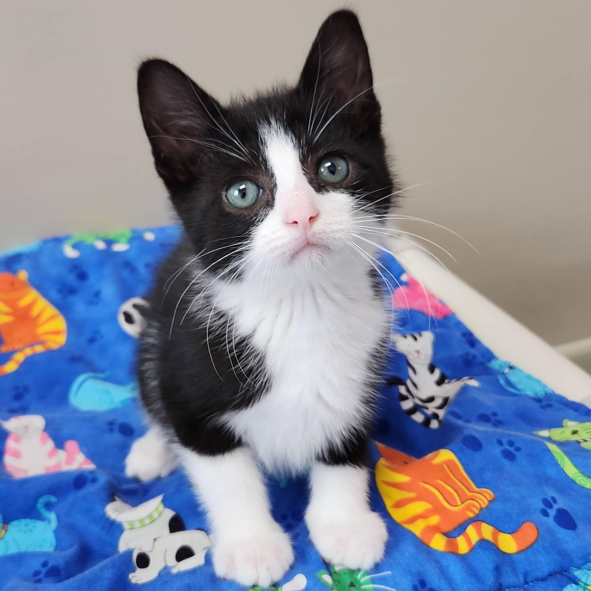 Enlarge Connery, a ADOPTABLE Tuxedo in Marshfield, WI image 3/6