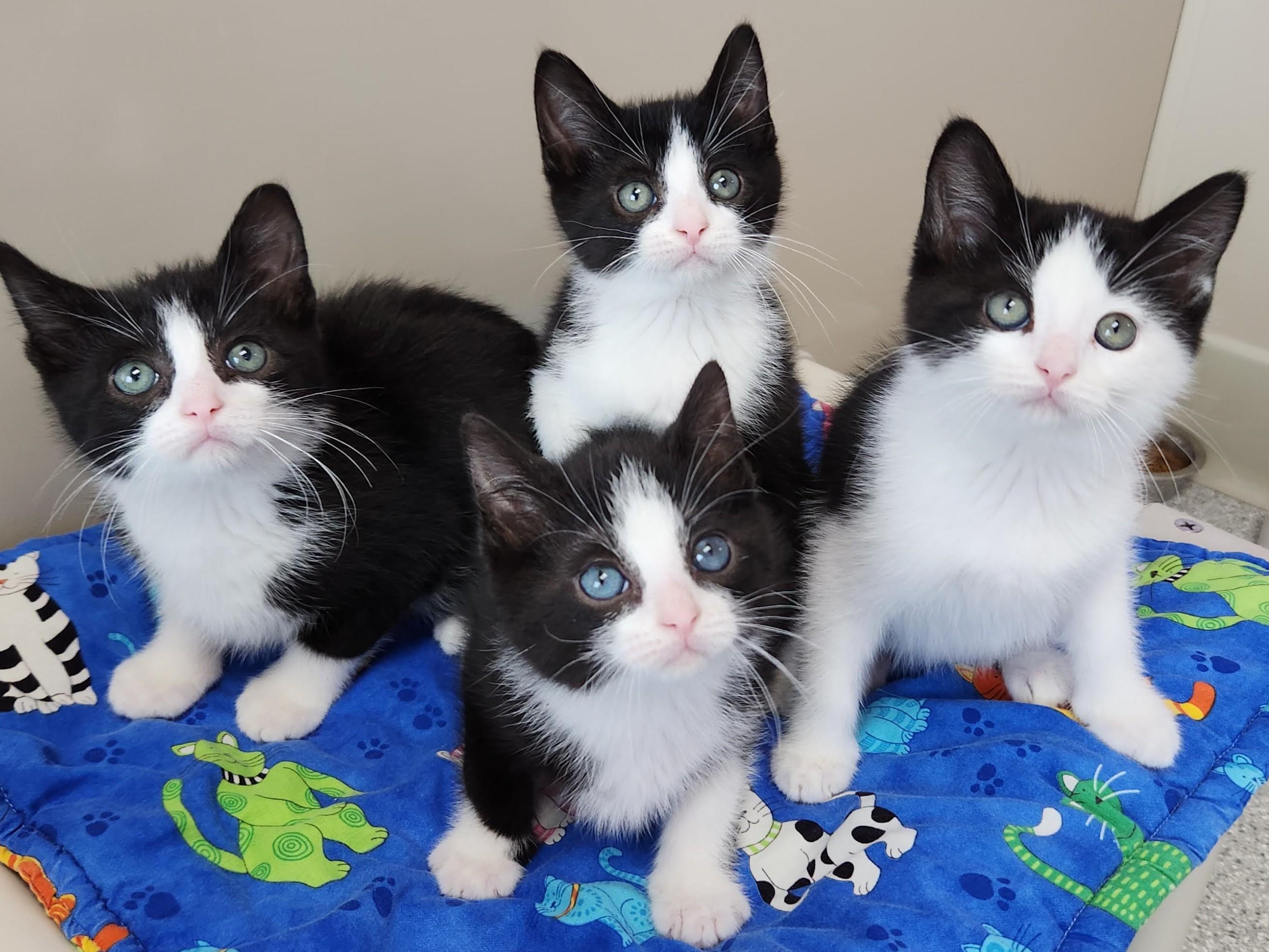 Enlarge Connery, a ADOPTABLE Tuxedo in Marshfield, WI image 5/6