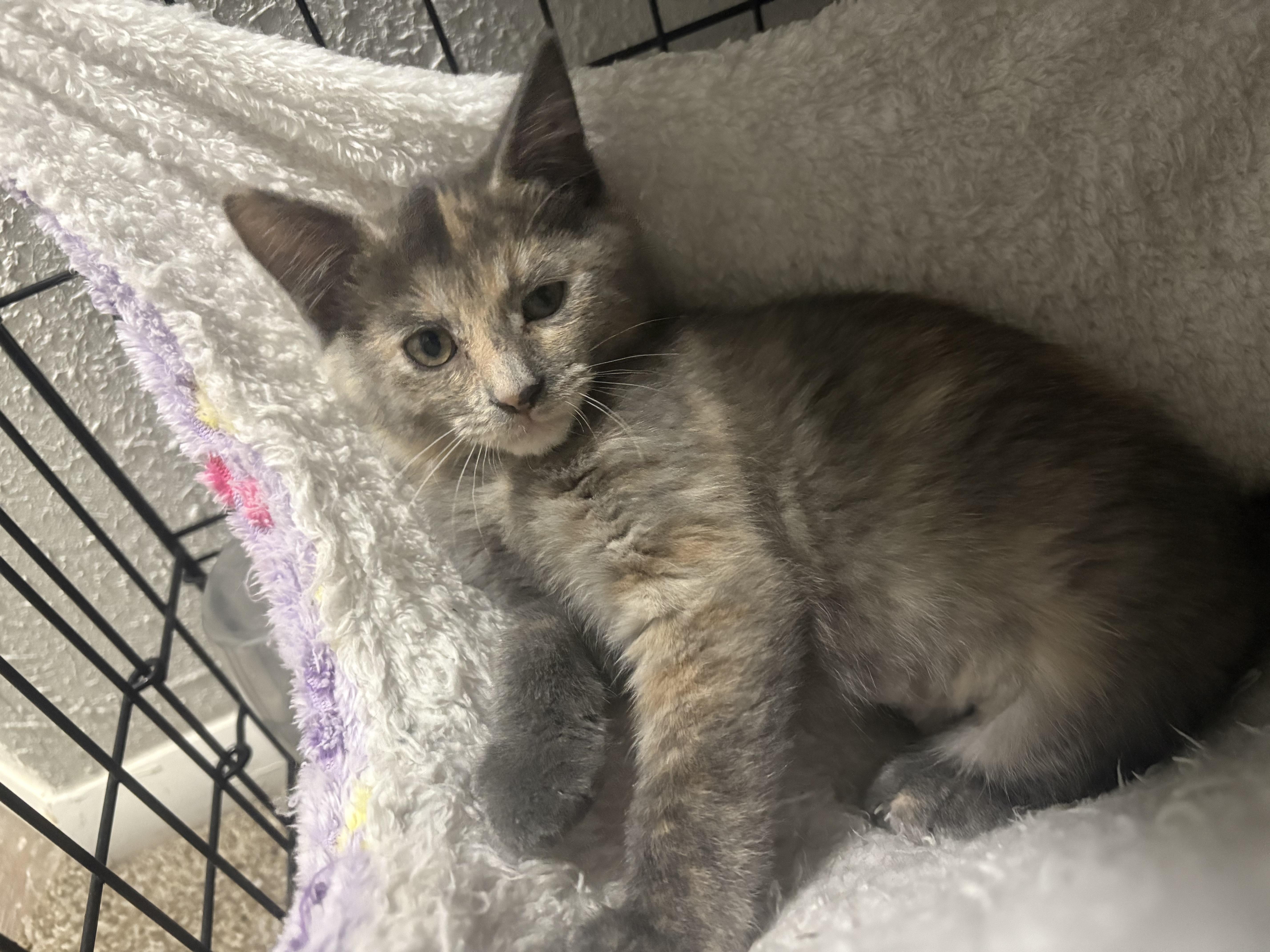 Enlarge Lydia, a Adopted Domestic Medium Hair in Pocatello, ID image 4/6