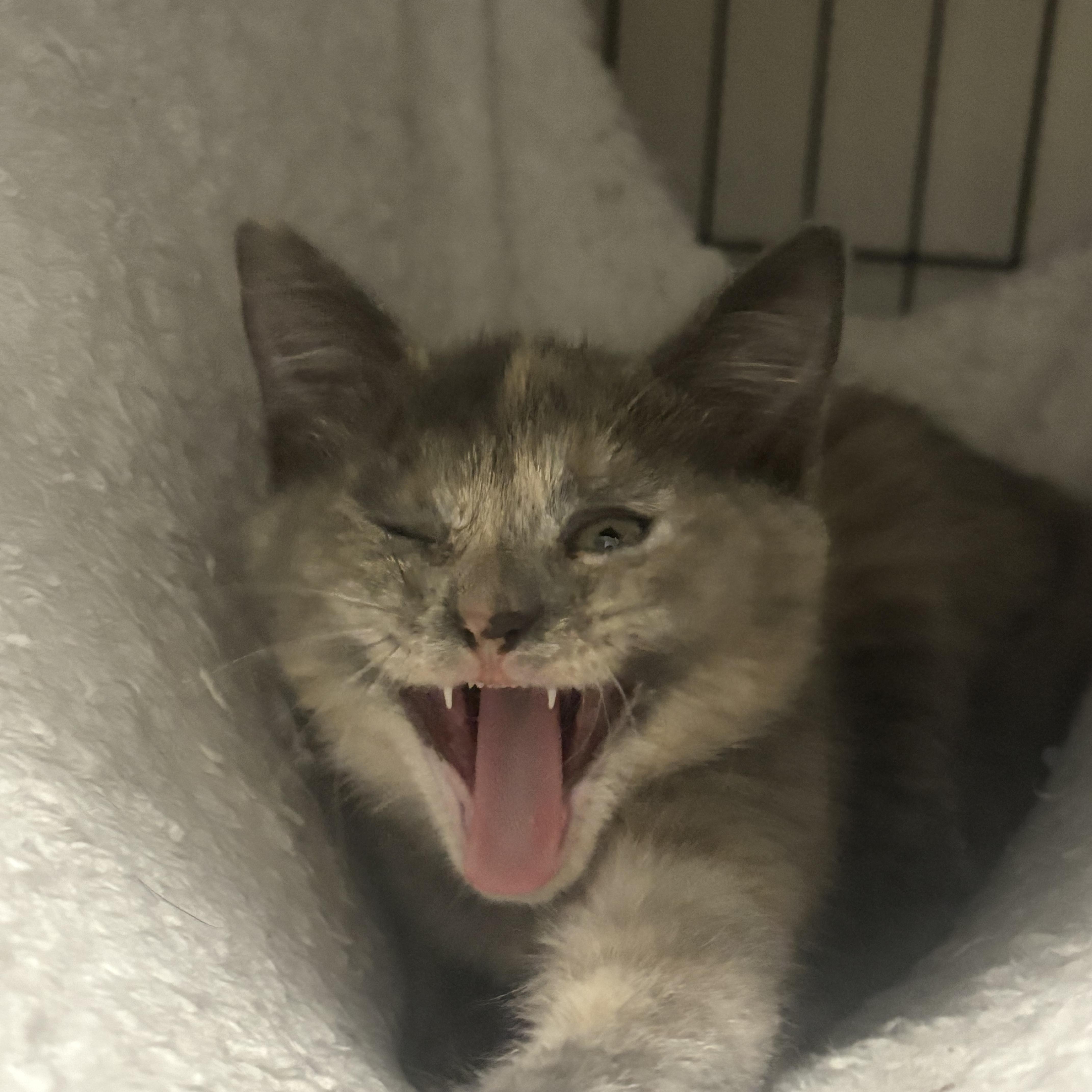 Enlarge Lydia, a Adopted Domestic Medium Hair in Pocatello, ID image 5/6