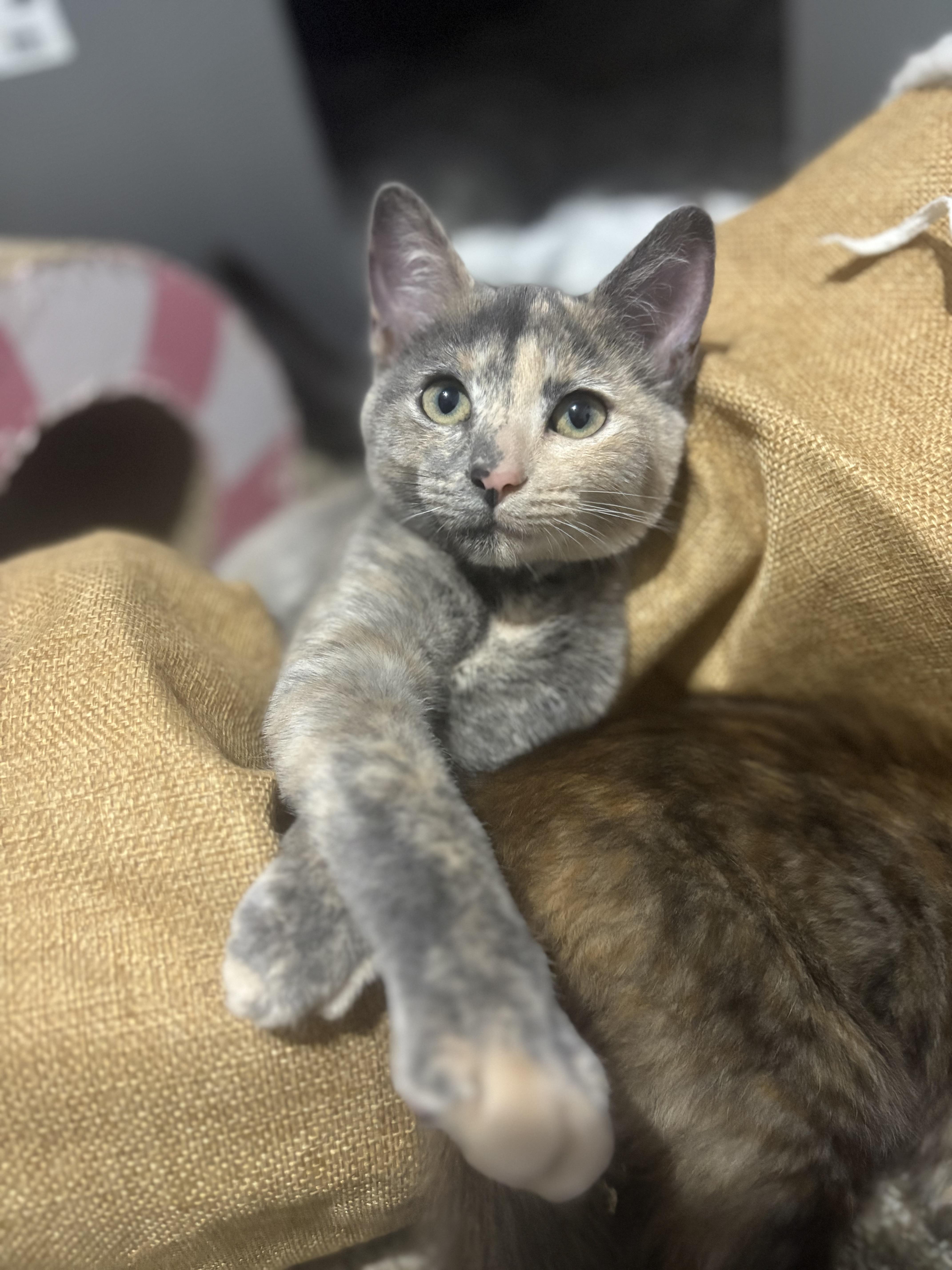 Enlarge Lydia, a Adopted Domestic Medium Hair in Pocatello, ID image 1/6