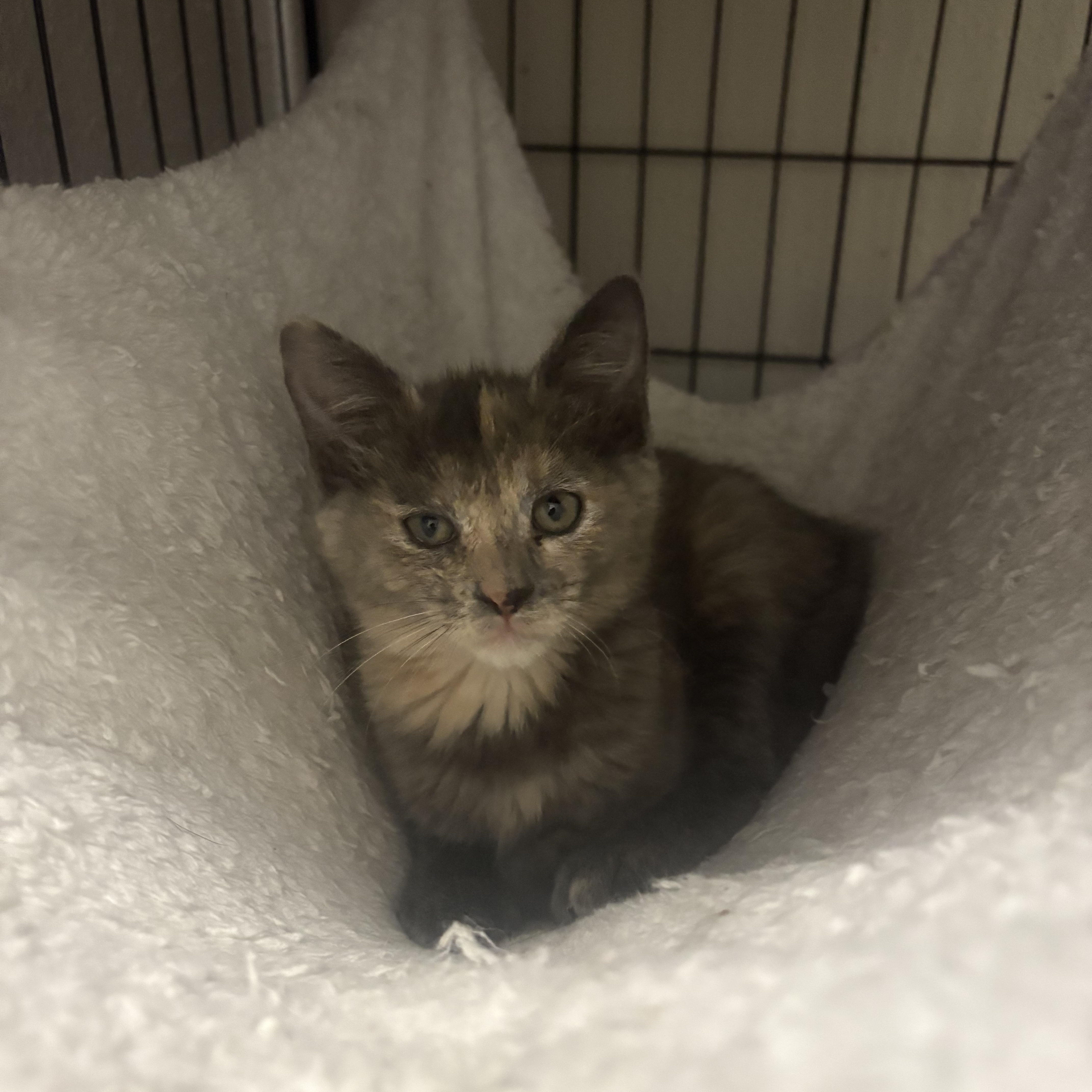 Enlarge Lydia, a Adopted Domestic Medium Hair in Pocatello, ID image 6/6