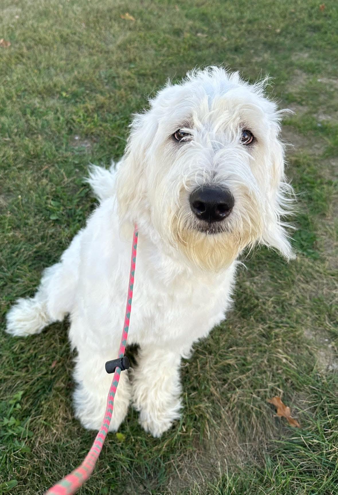Swiffer, a ADOPTABLE mixed breed in Indianapolis, IN image 3/3