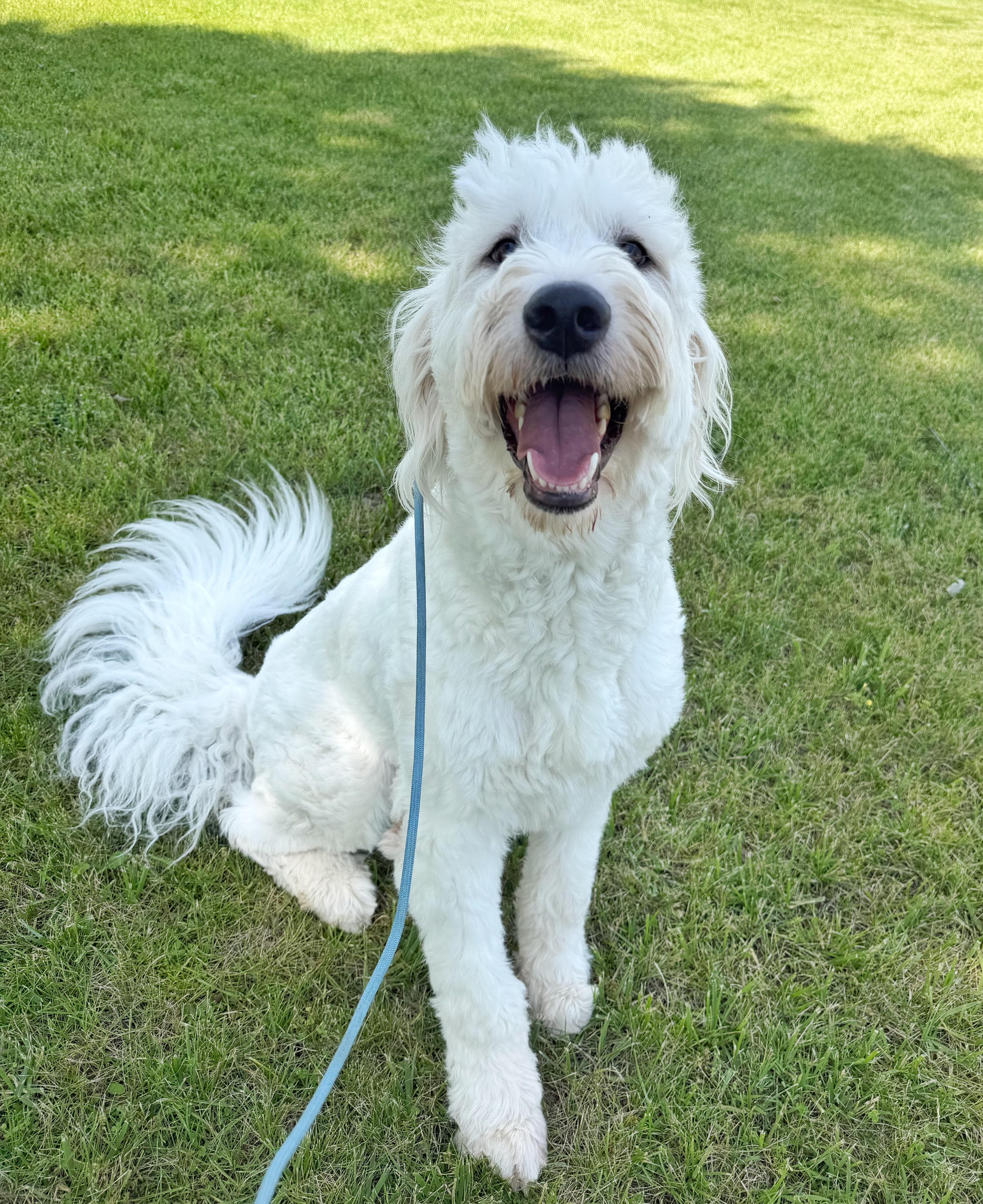 Swiffer, ADOPTABLE, Young Male Great Pyrenees & Poodle.
