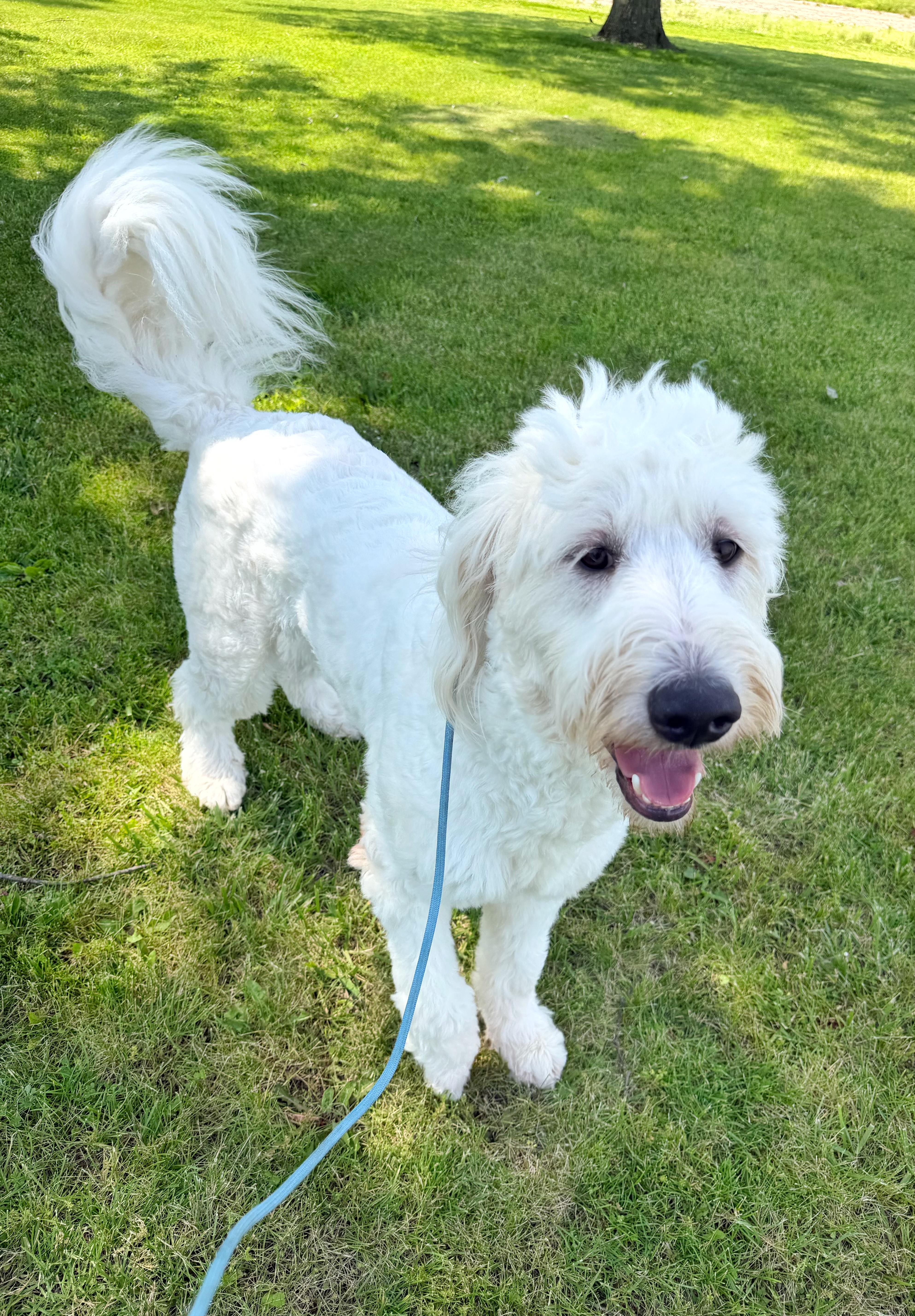 Swiffer, a ADOPTABLE mixed breed in Indianapolis, IN image 2/3