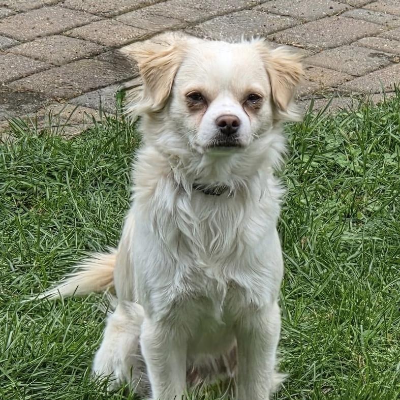 Jimmy, ADOPTABLE, Adult Male Chihuahua.