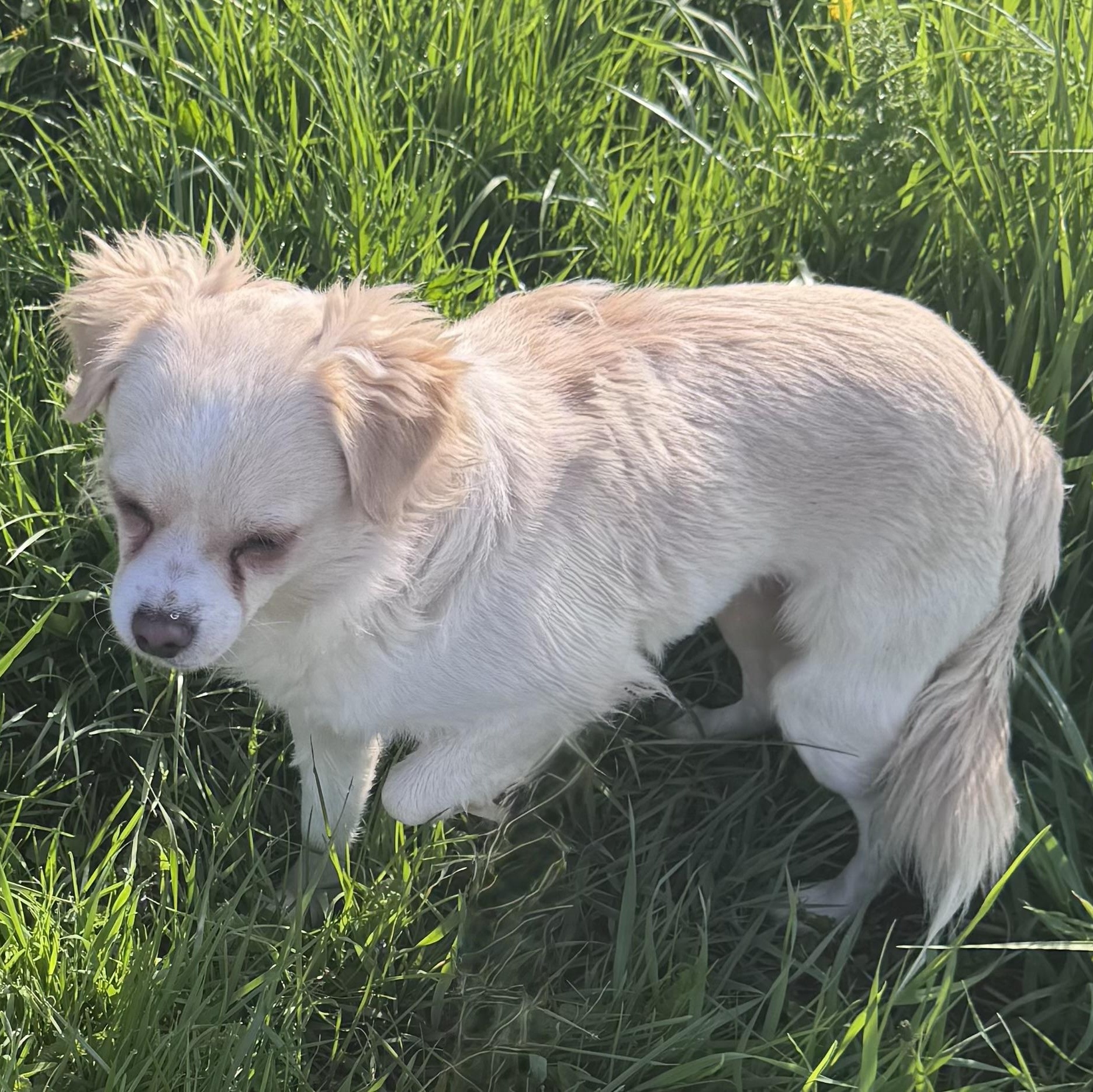 Enlarge Jimmy, a ADOPTABLE Chihuahua in Coldwater, MI image 2/2