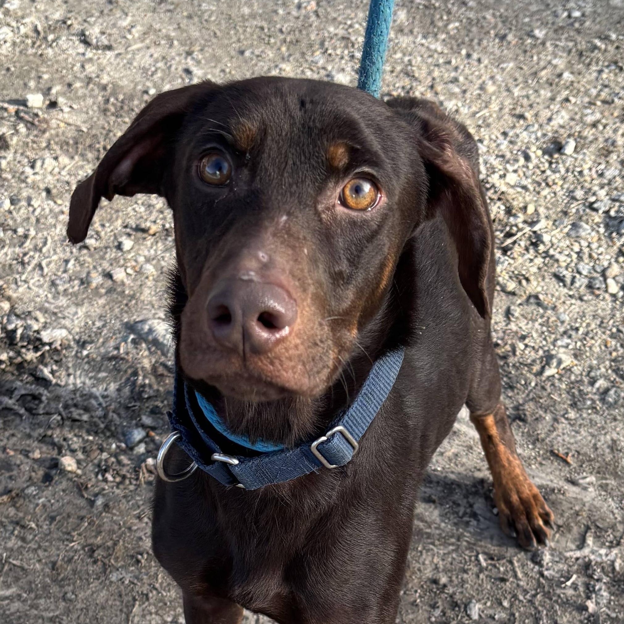 Sergeant, a ADOPTABLE Mixed Breed in Gloucester, VA image 2/5
