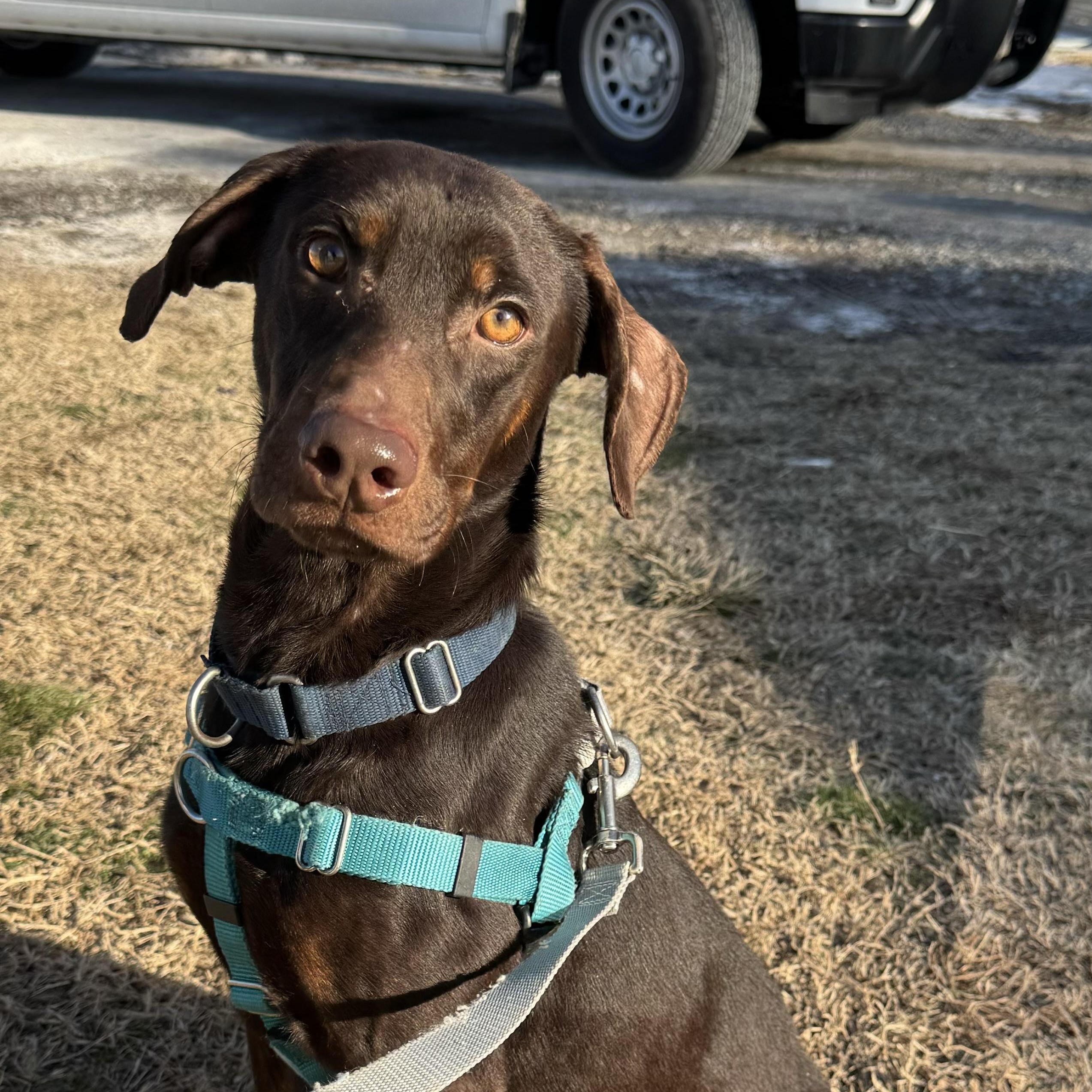 Sergeant, a ADOPTABLE Mixed Breed in Gloucester, VA image 1/5