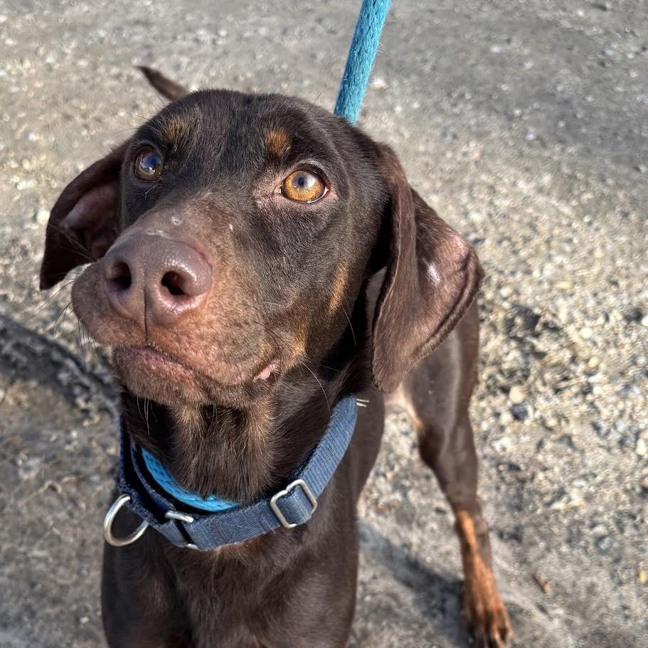 Sergeant, a ADOPTABLE Mixed Breed in Gloucester, VA image 5/5