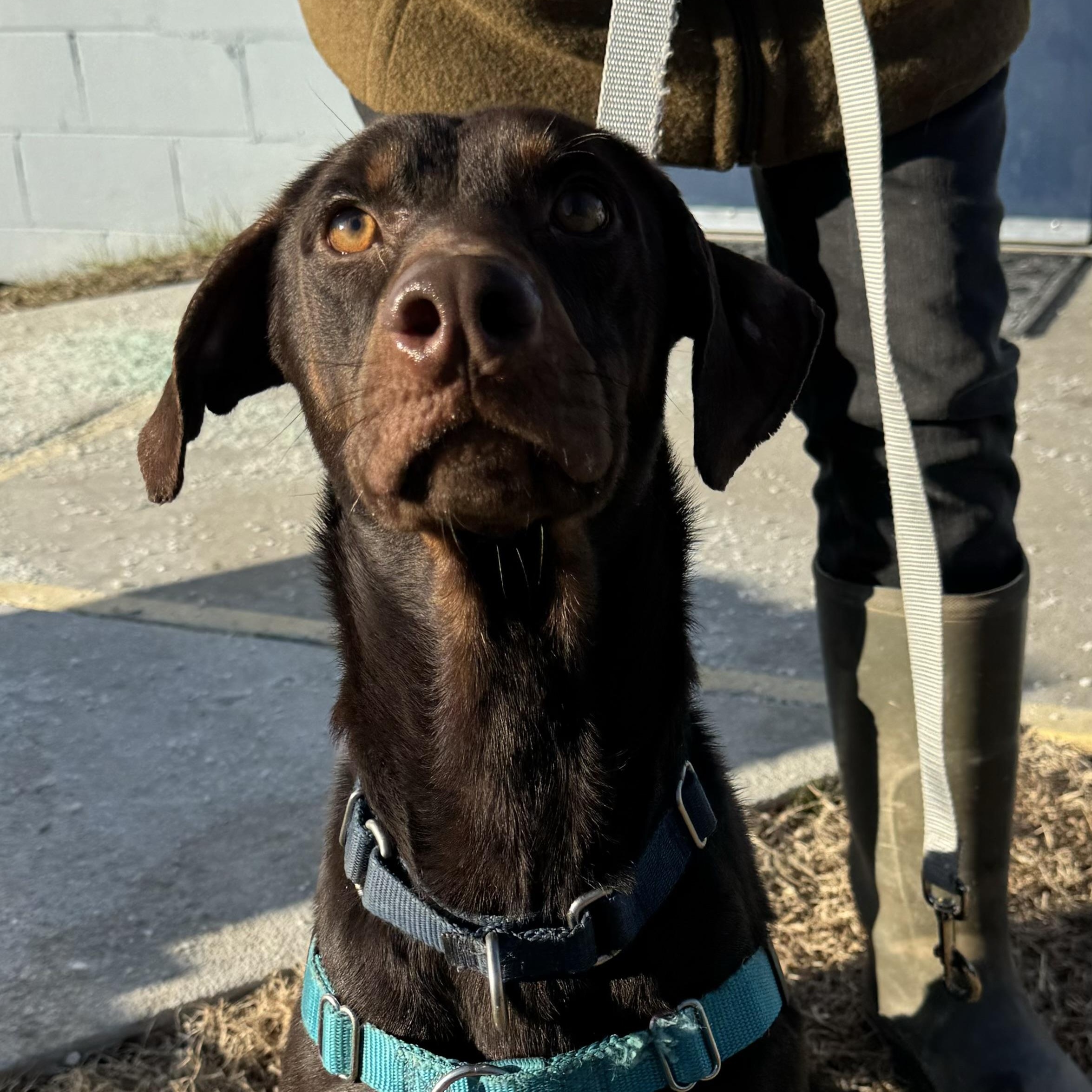 Sergeant, a ADOPTABLE Mixed Breed in Gloucester, VA image 3/5