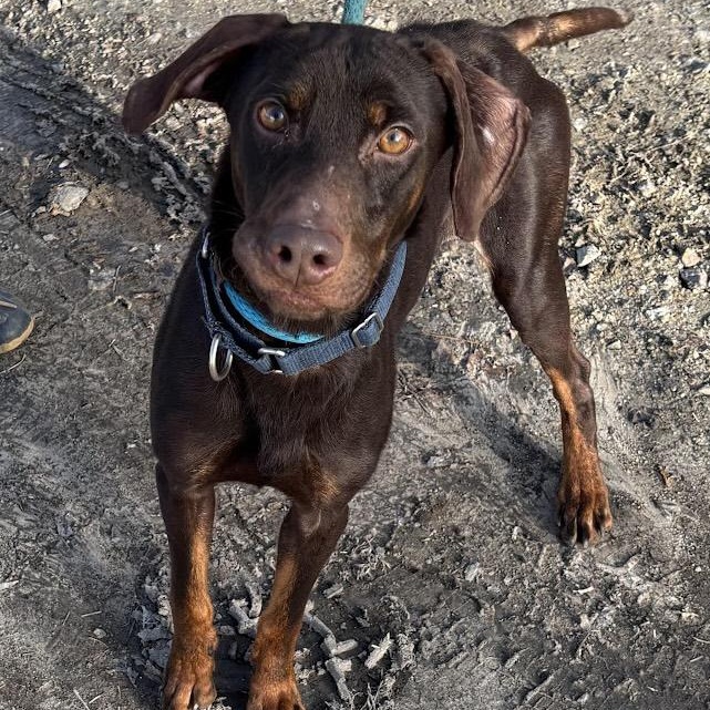 Sergeant, a ADOPTABLE Mixed Breed in Gloucester, VA image 4/5