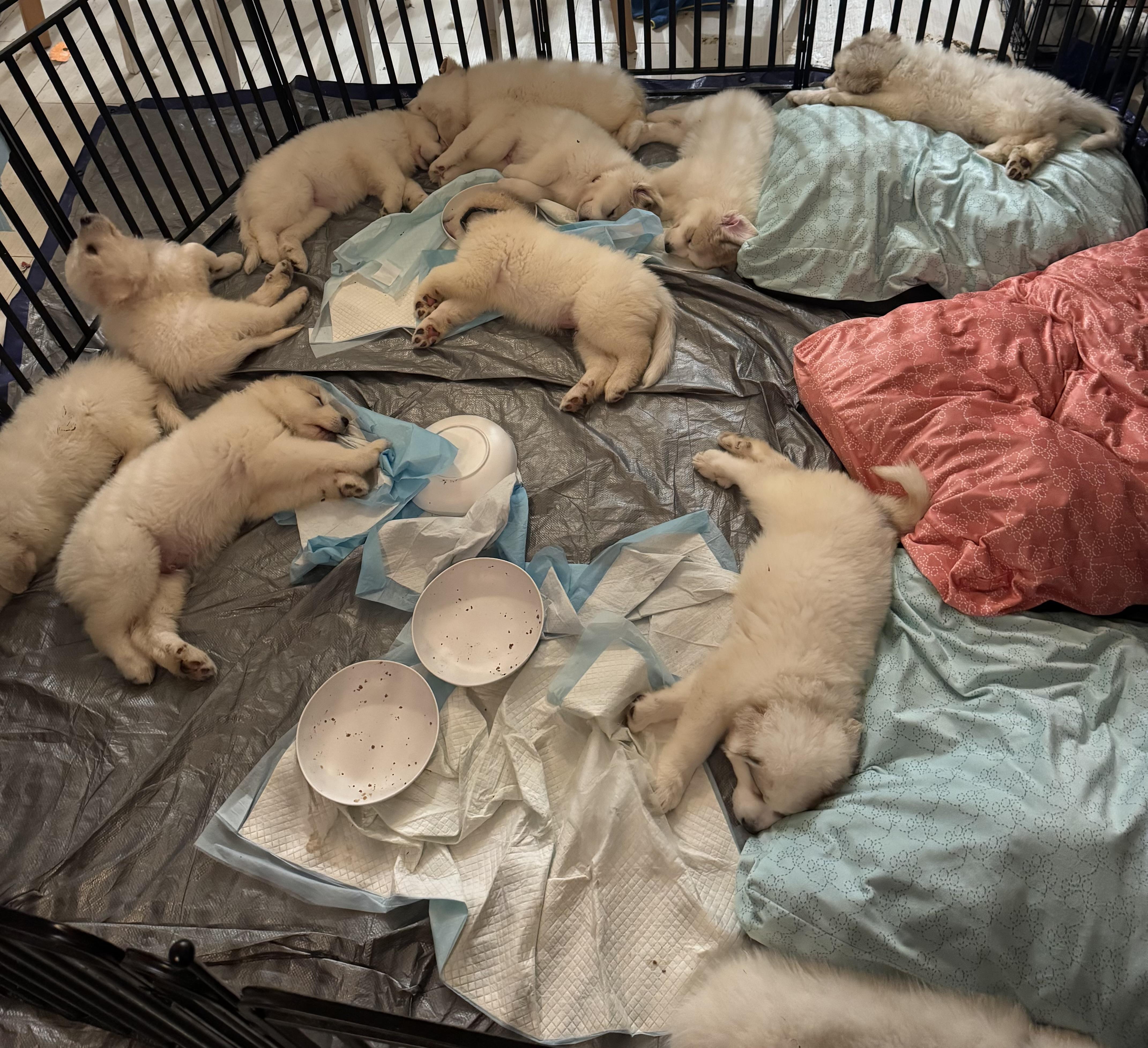 Pyrenees puppies , a ADOPTABLE Great Pyrenees in San Diego, CA image 2/6