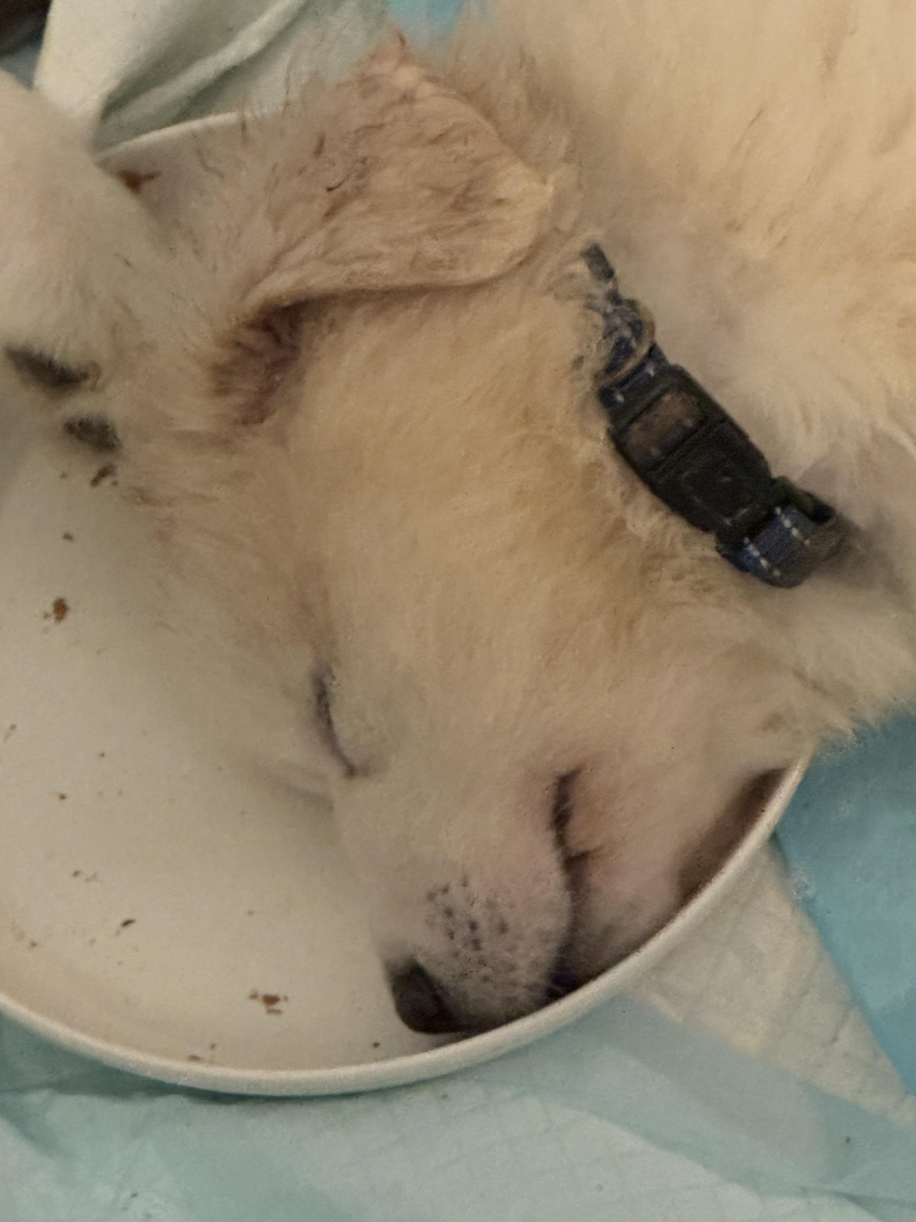 Pyrenees puppies , a ADOPTABLE Great Pyrenees in San Diego, CA image 3/6